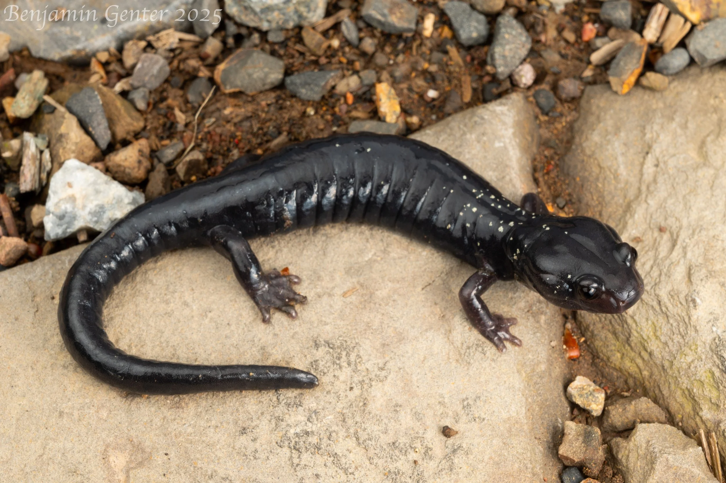 Shasta Black Salamander (Aneides iecanus)