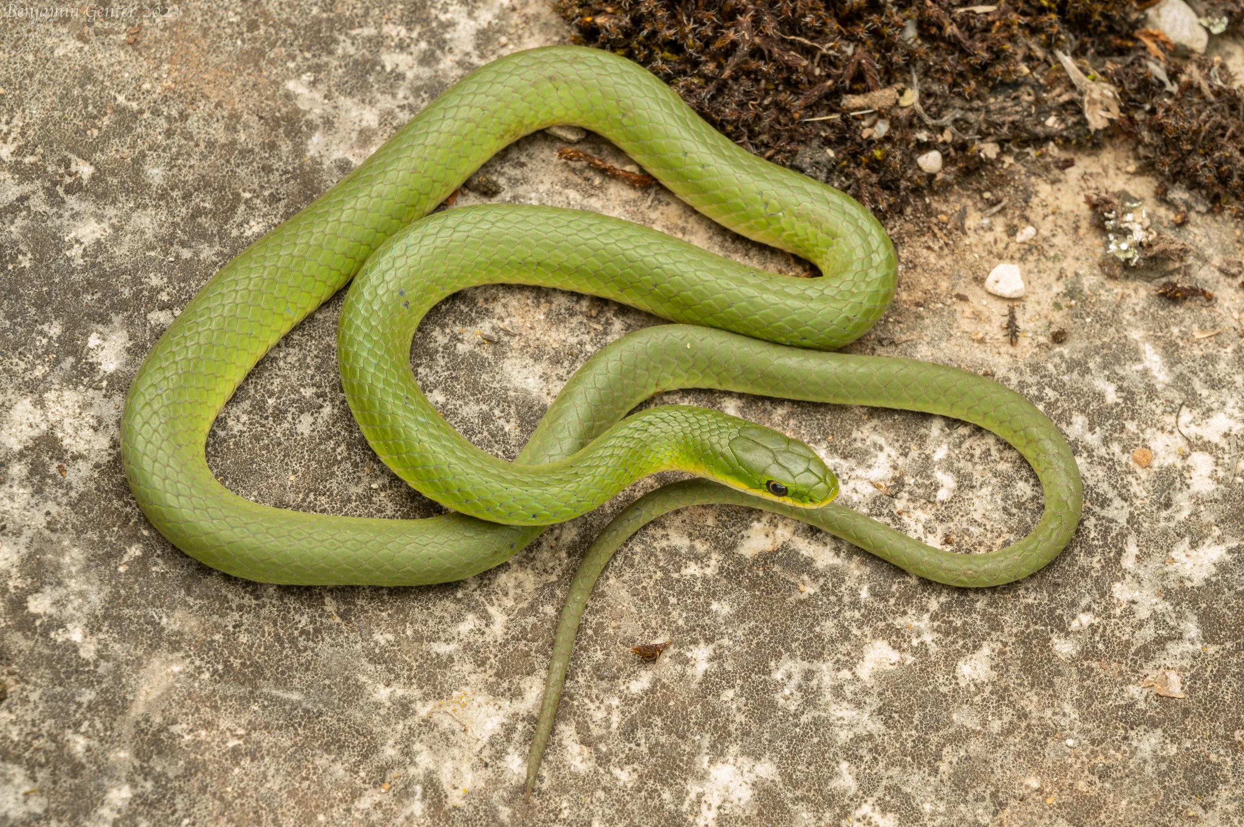 Smooth Greensnake (Opheodrys vernalis)