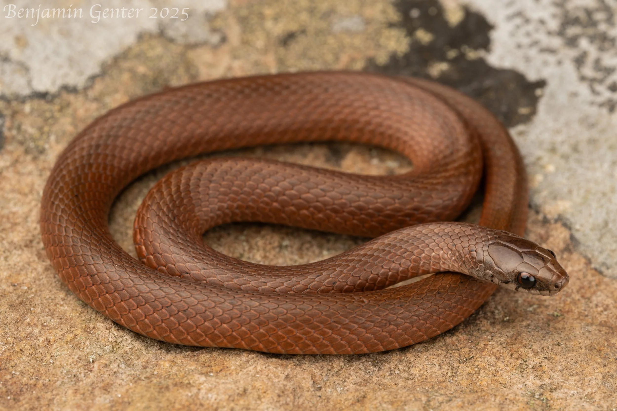 Mountain Earthsnake (Virginia valeriae pulchra)