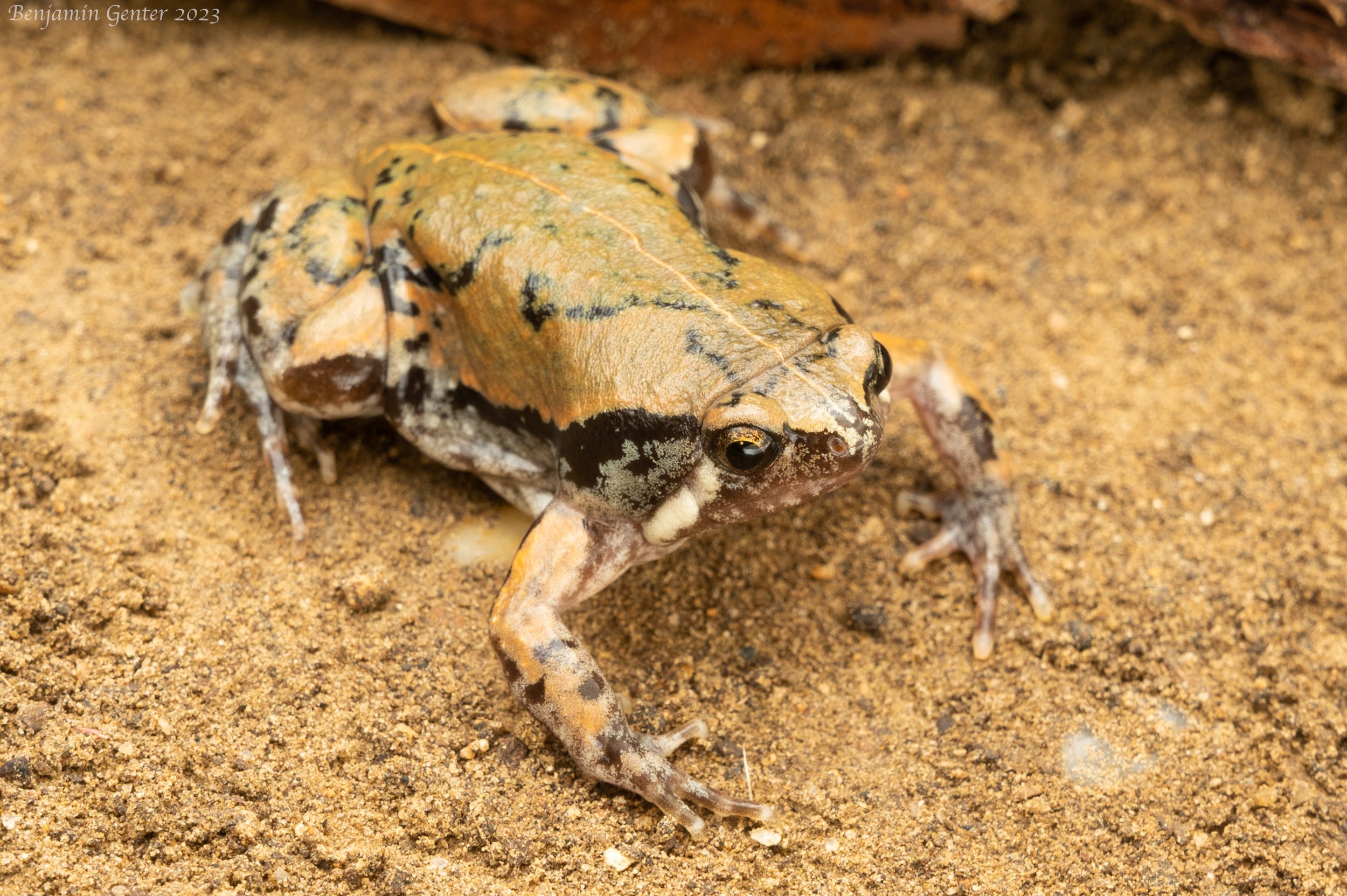 Sheep Frog (Hypopachus variolosus)