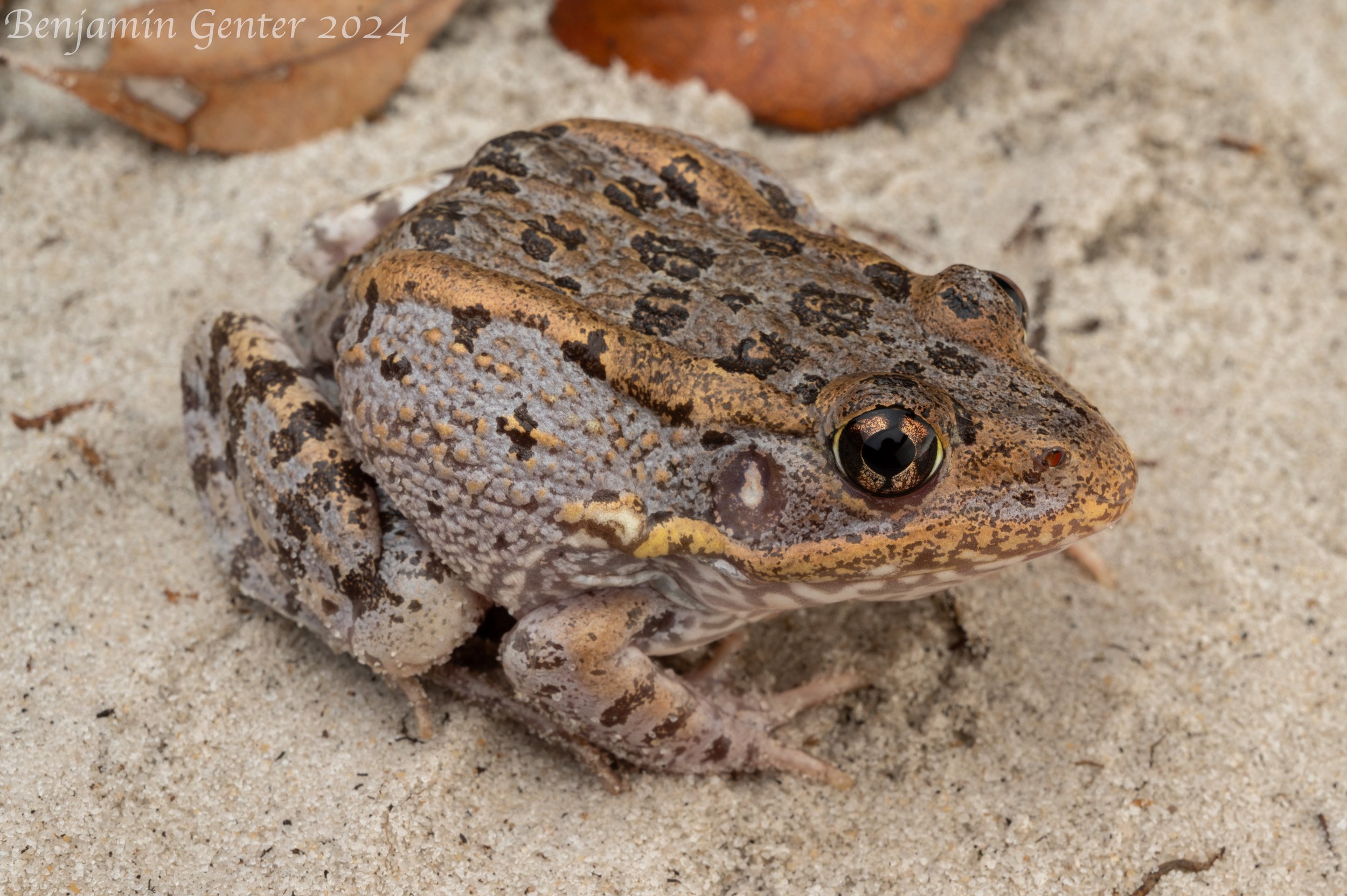 Gopher Frog (Rana capito)