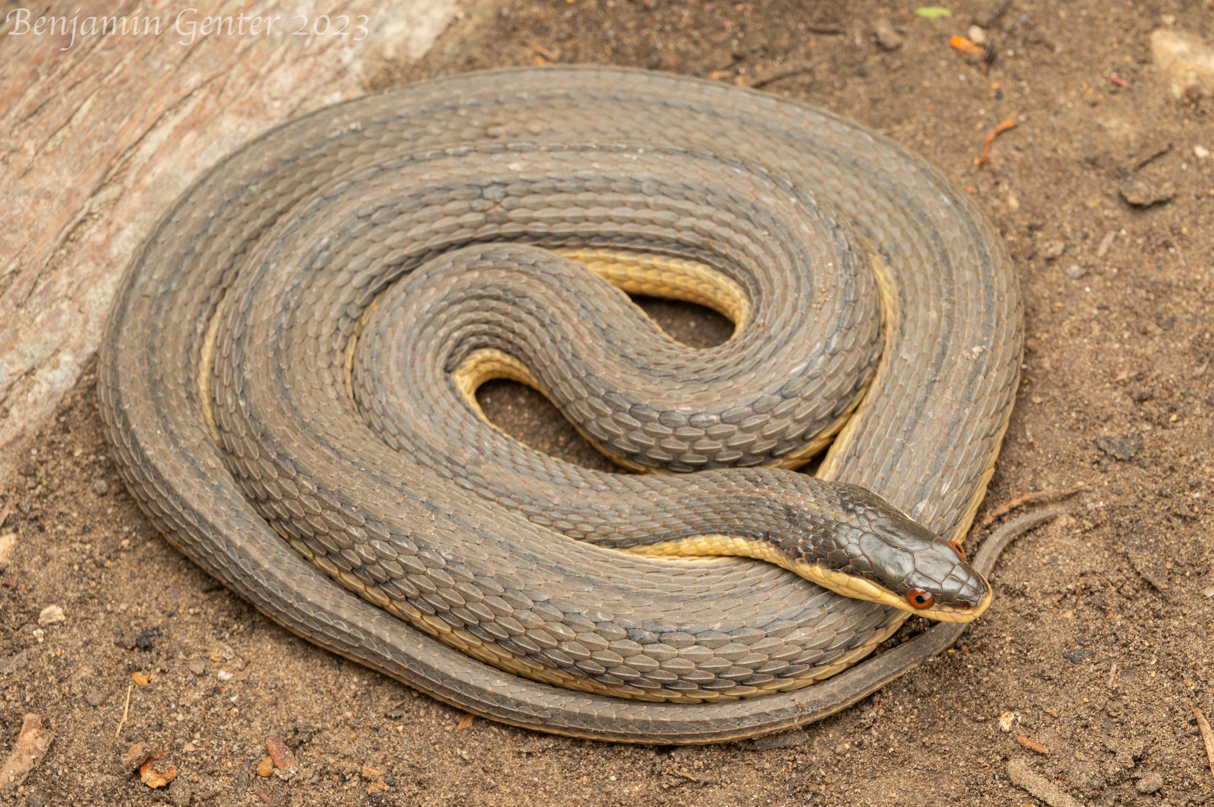 Graham's Crayfish Snake (Regina grahamii)