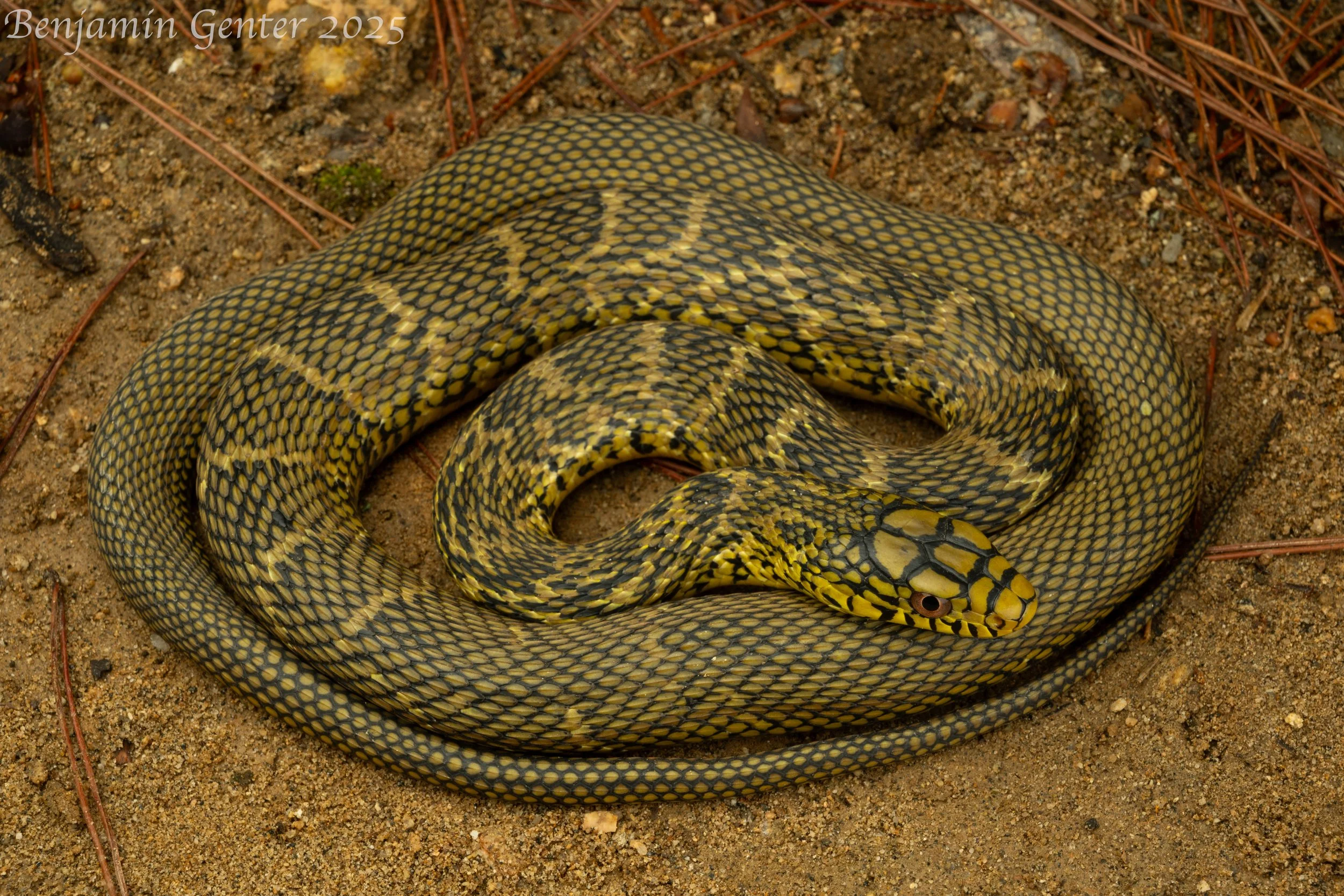 King Ratsnake (Elaphe carinata)