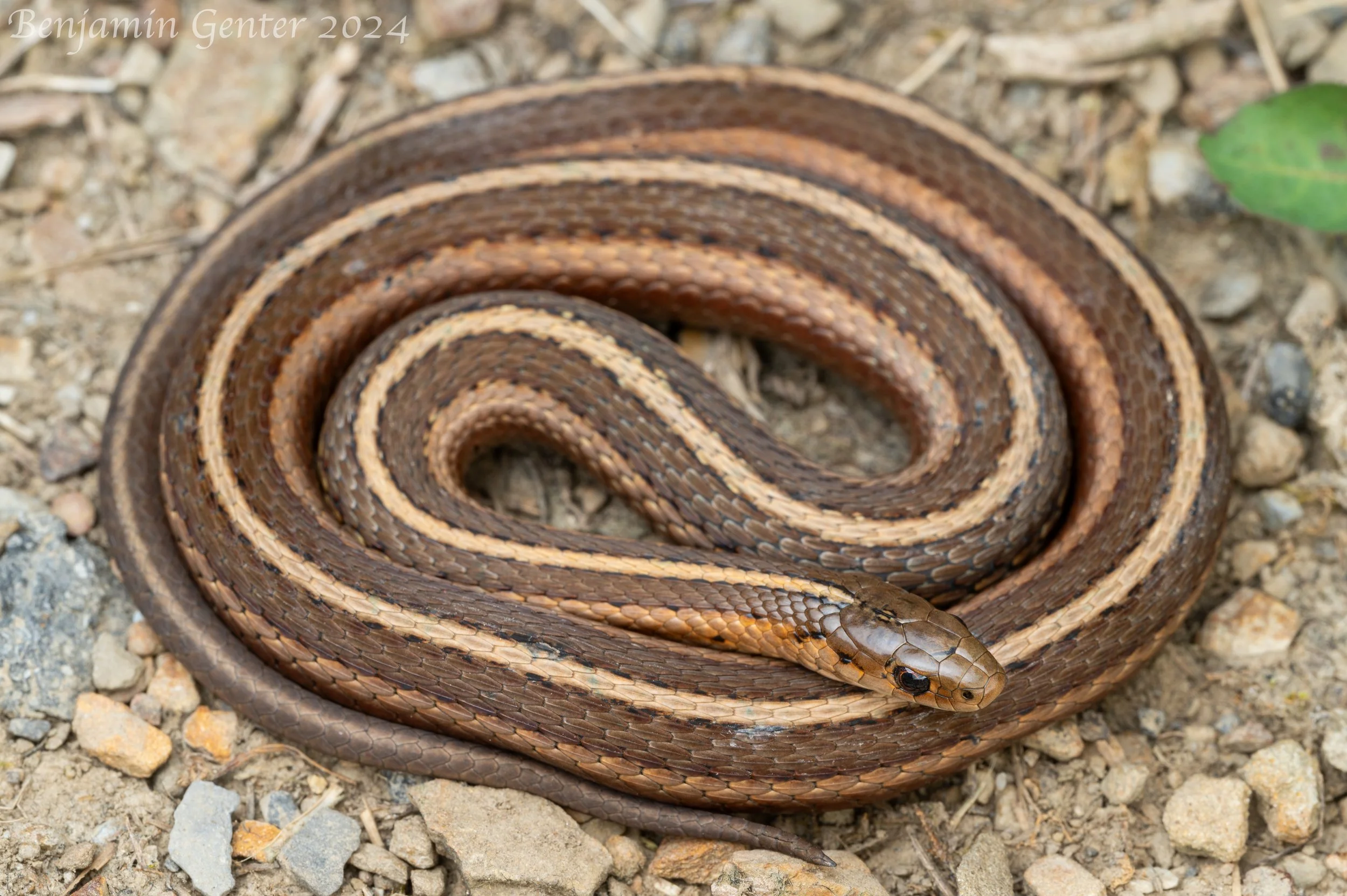 Short-headed Gartersnake (Thamnophis brachystoma)