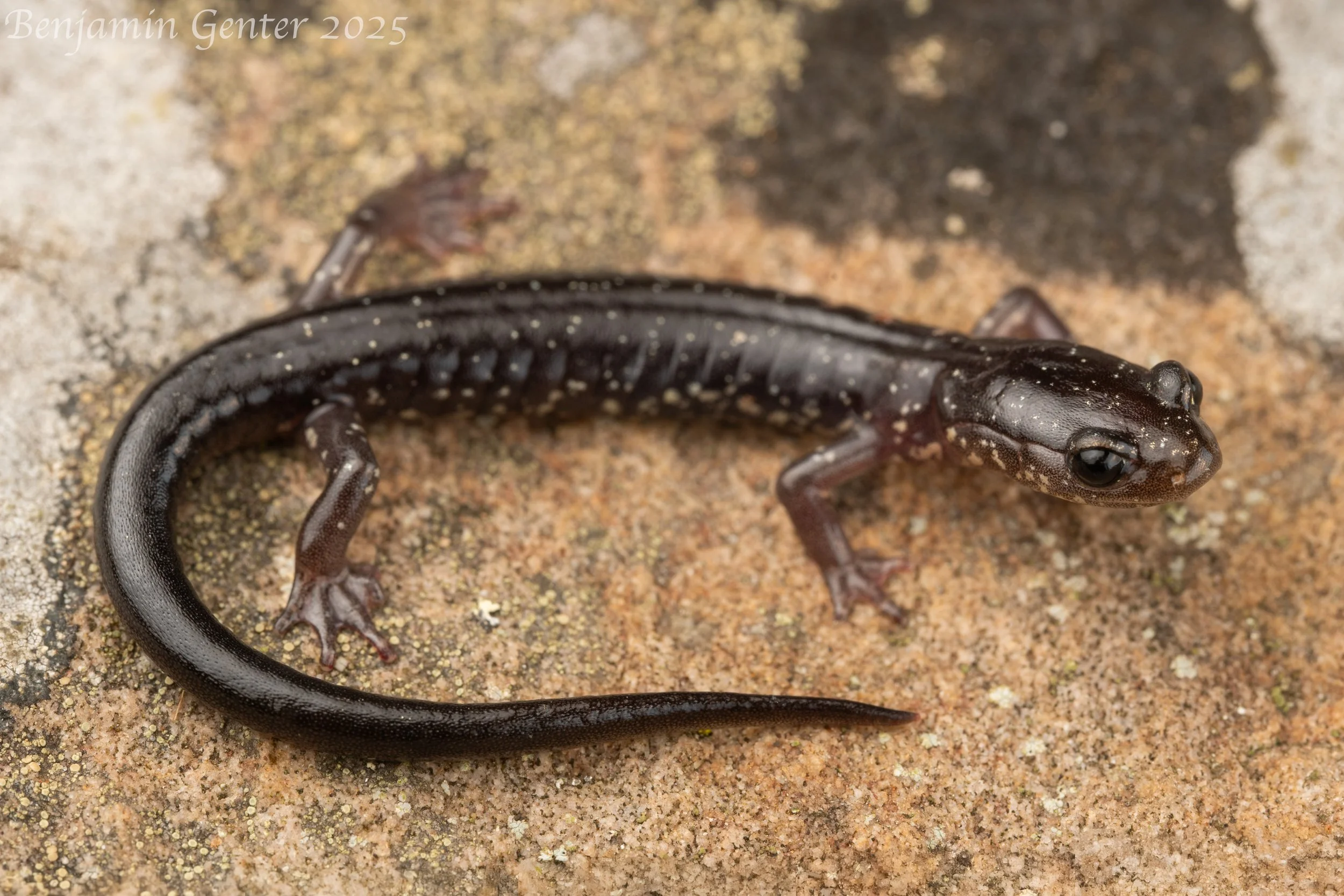 Wehrle's Salamander (Plethodon wehrlei)
