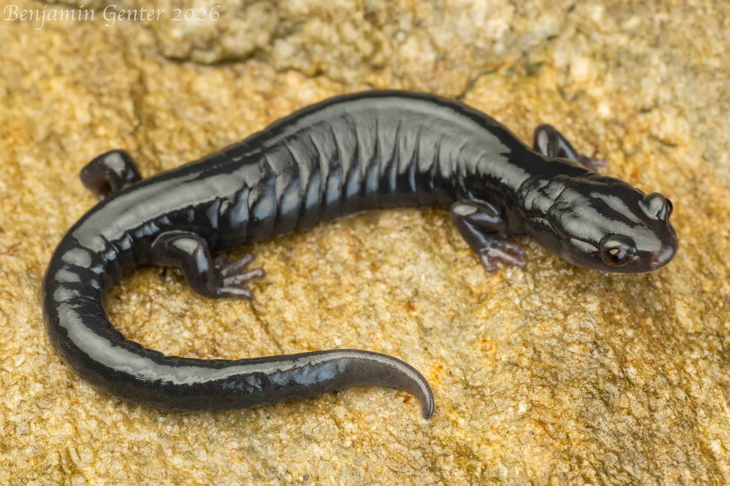 Santa Cruz Black Salamander (Aneides niger)
