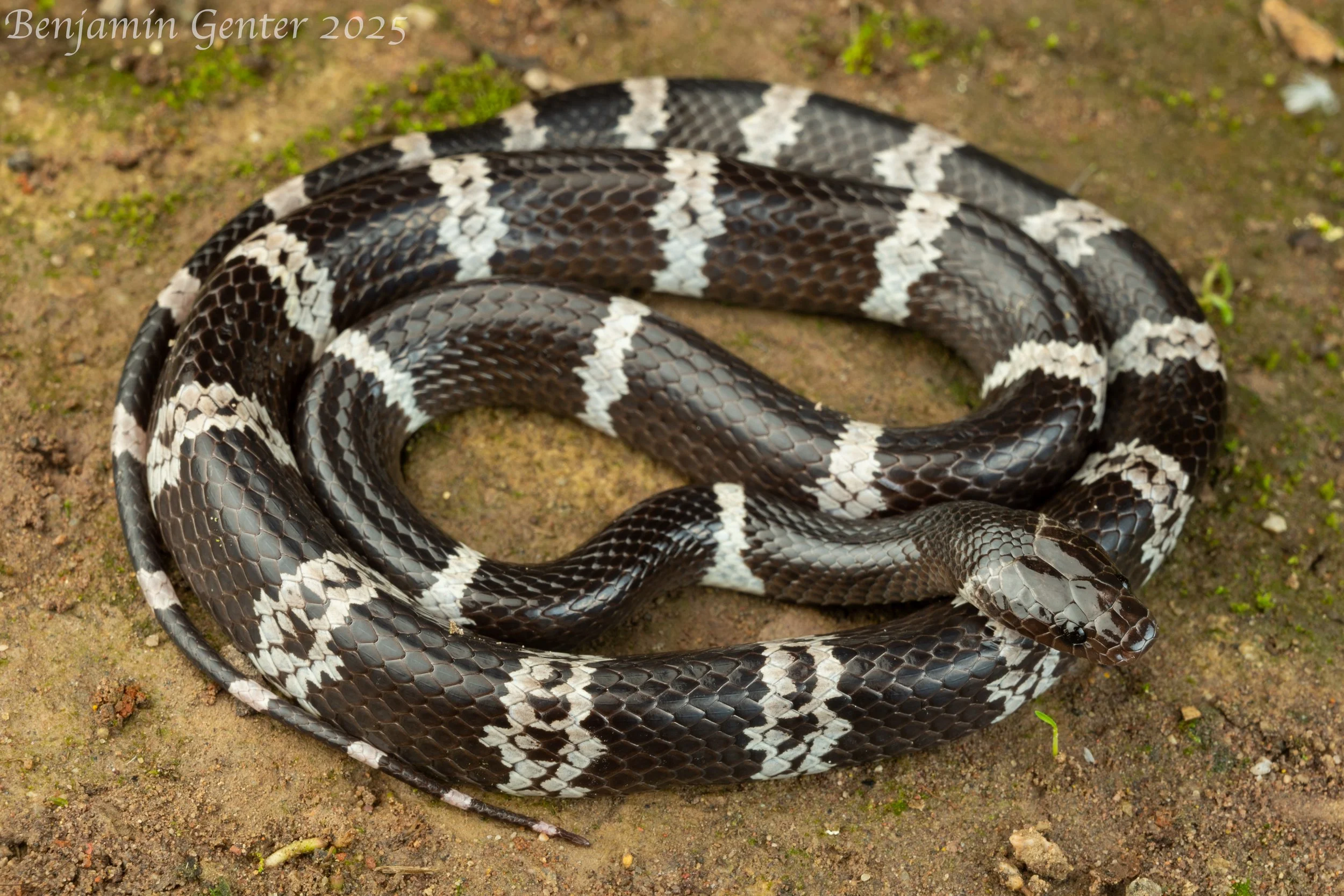 Boehme's Wolf Snake (Lycodon synaptor)