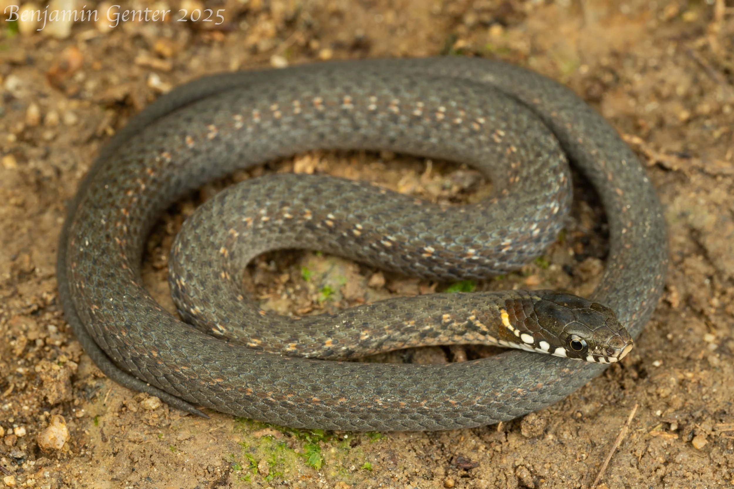 Japanese Keelback (Hebius vibakari)