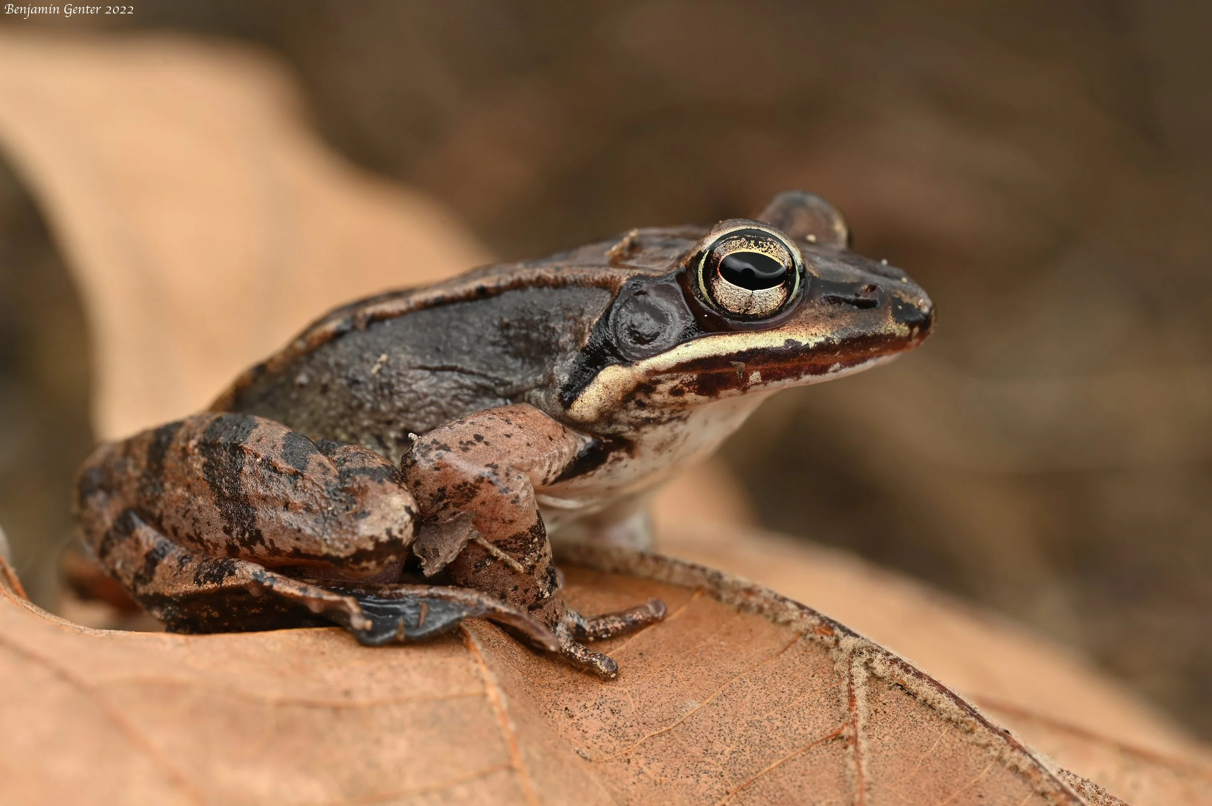 Wood Frog (Rana sylvatica)