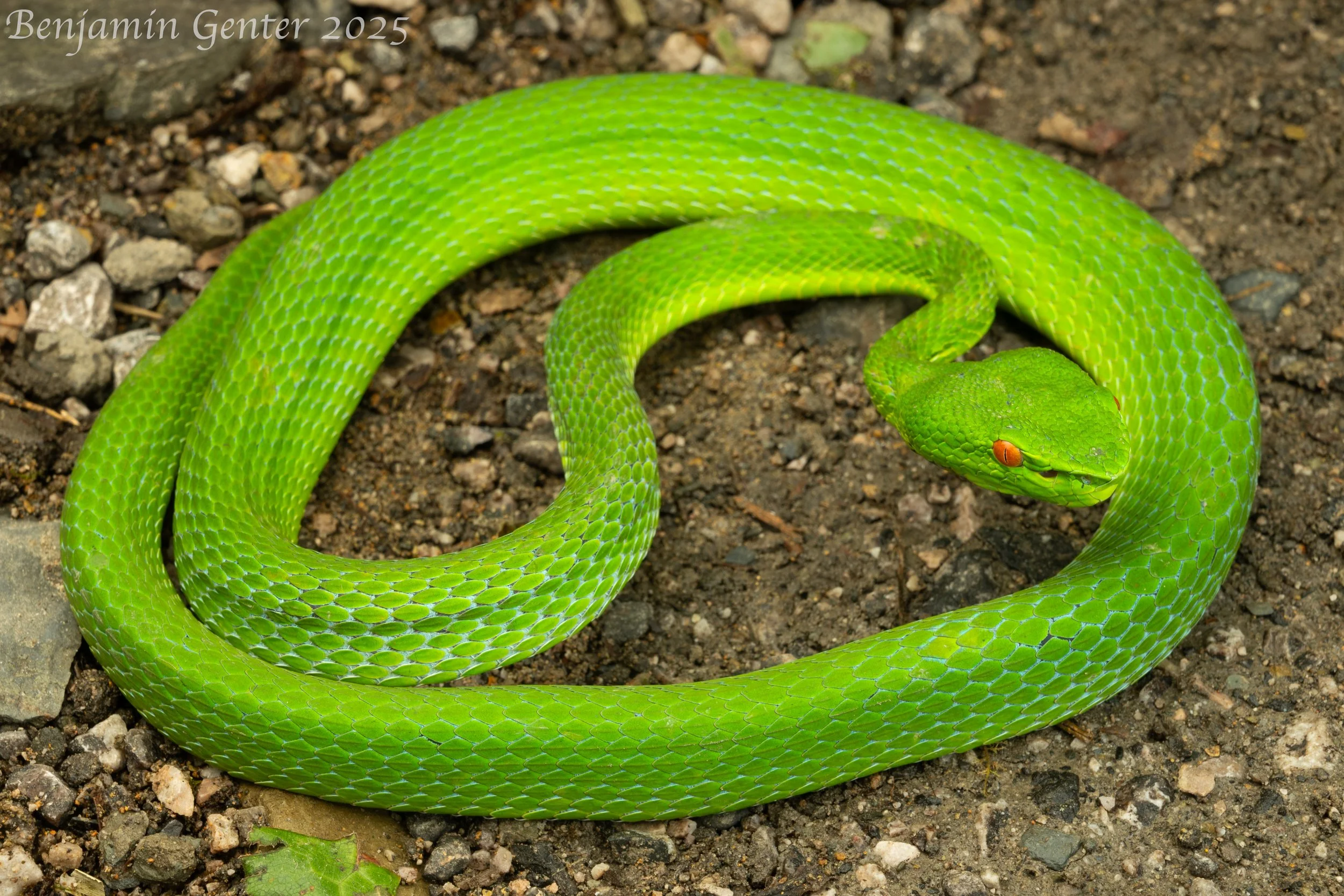Sichuan Green Viper (Trimeresurus sichuanensis)