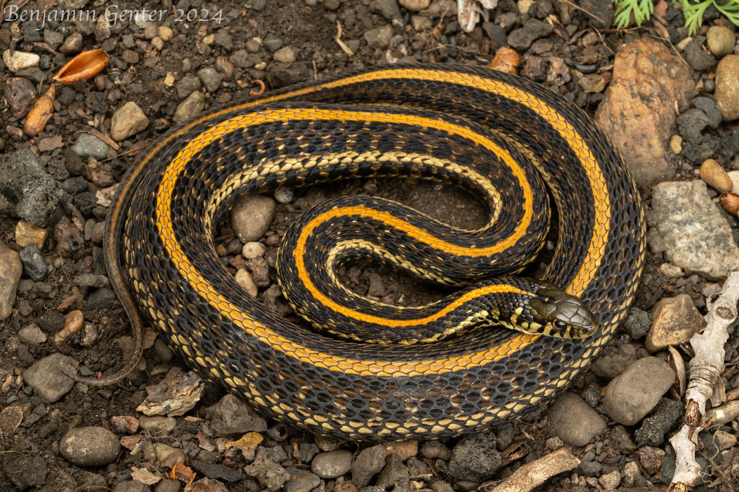 Plains Gartersnake (Thamnophis radix)