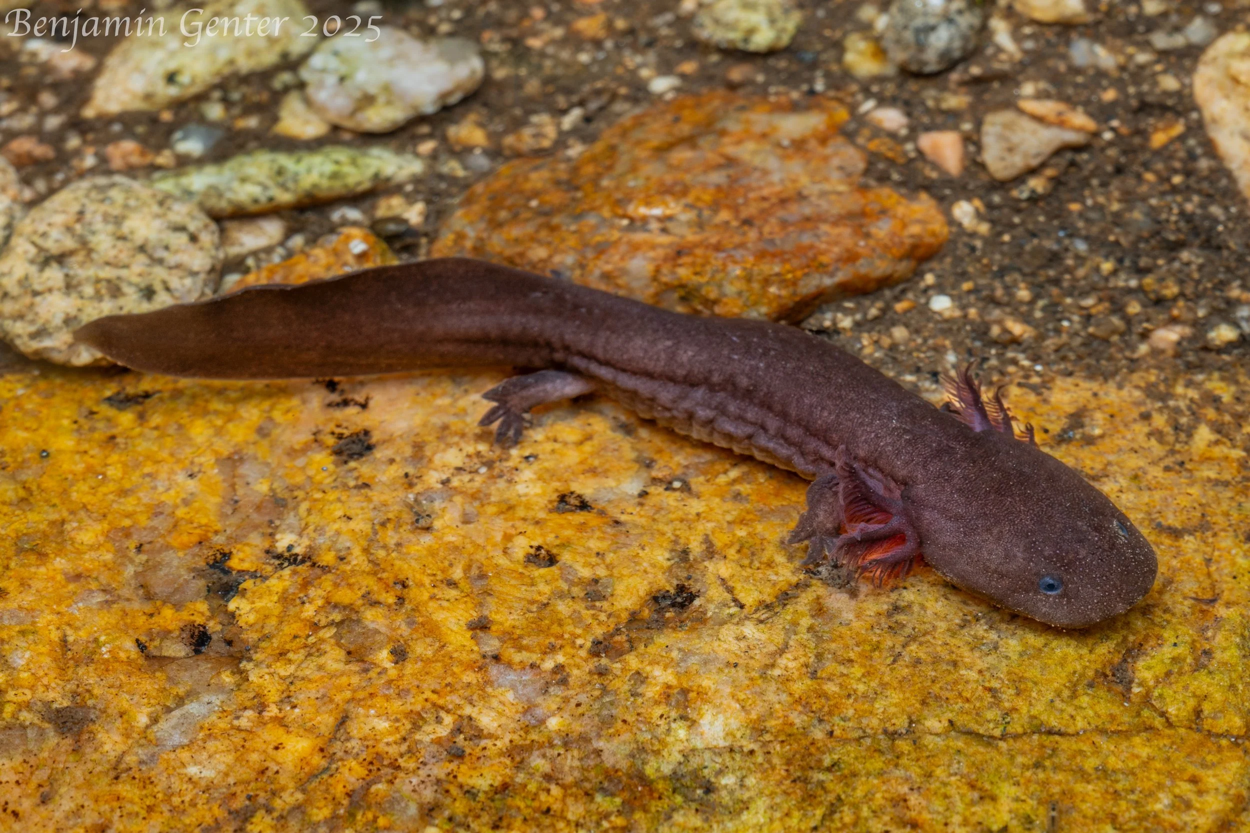 Chinese Giant Salamander (Andrias sp.)