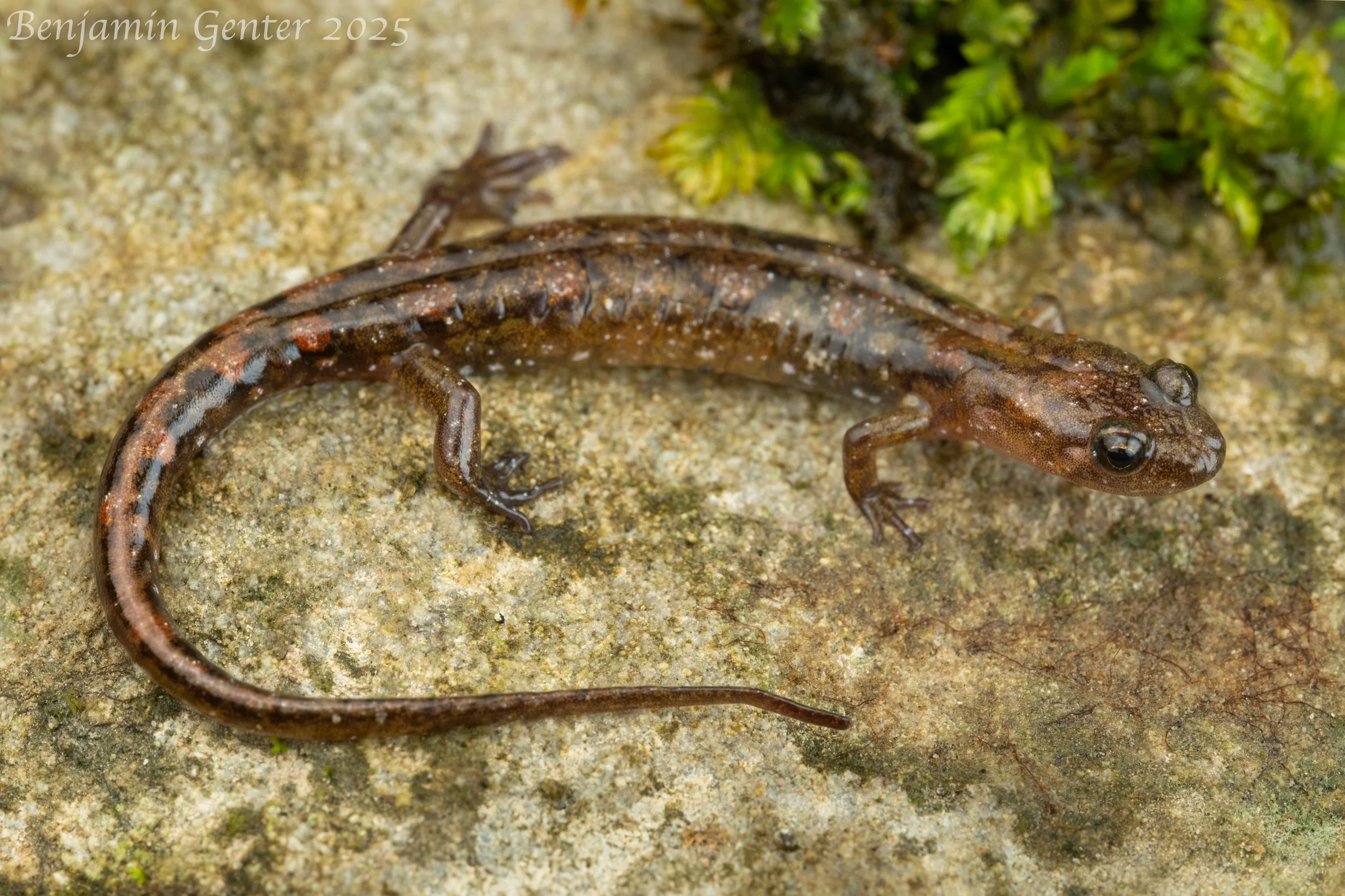 Cumberland Dusky Salamander (Desmognathus abditus)