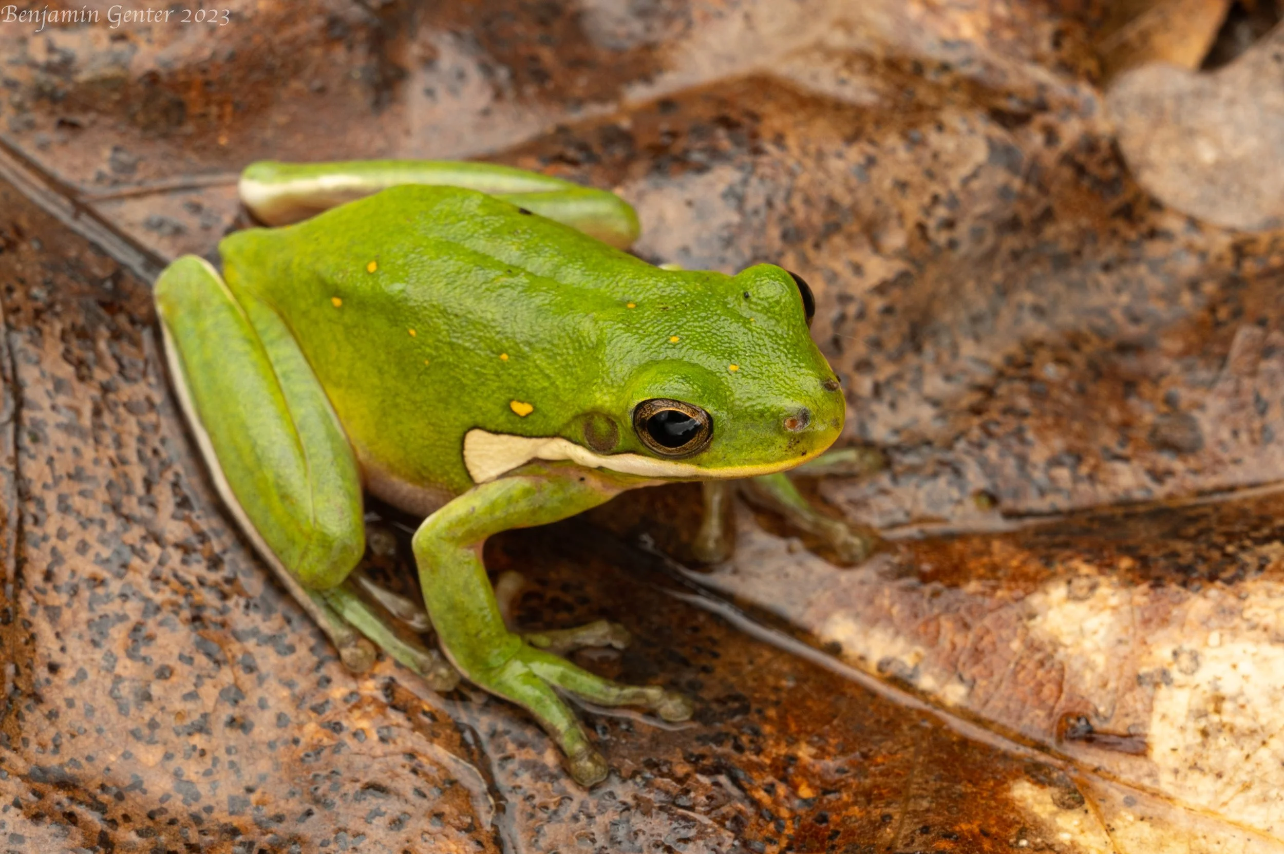 Green Treefrog (Hyla cinerea)