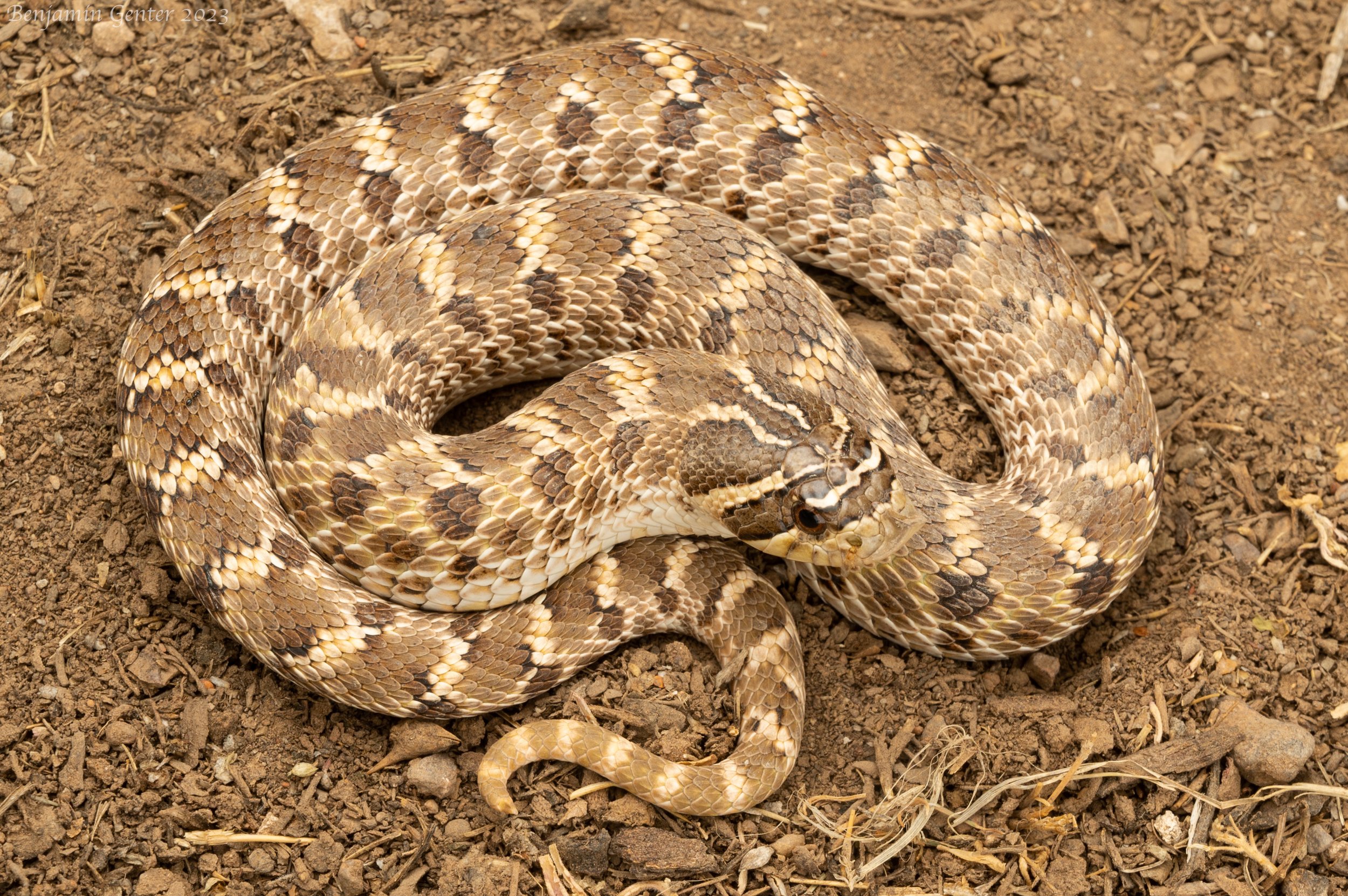 Western Hog-nosed Snake (Heterodon nasicus)