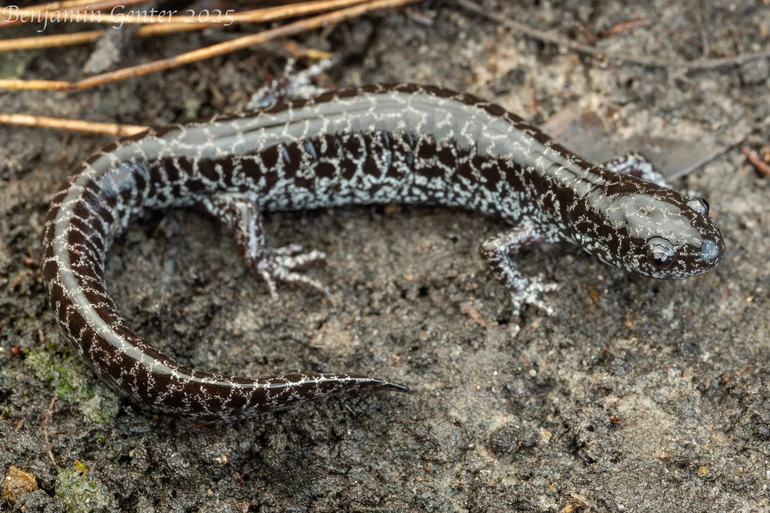Frosted Flatwoods Salamander (Ambystoma cingulatum)