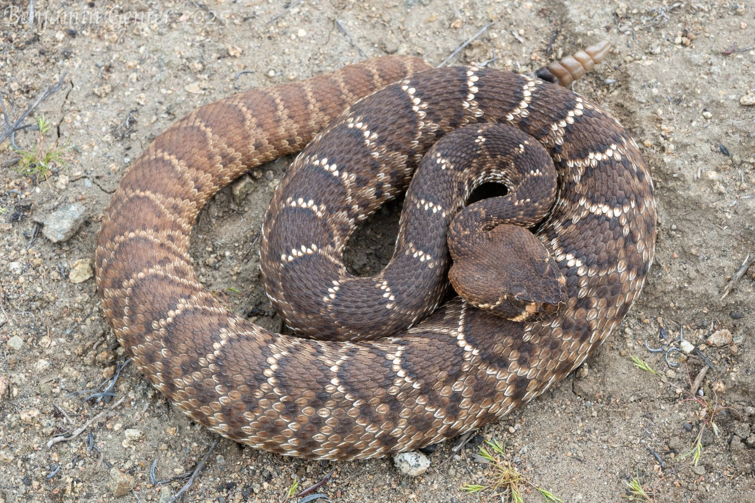 Red Diamond Rattlesnake (Crotalus ruber)