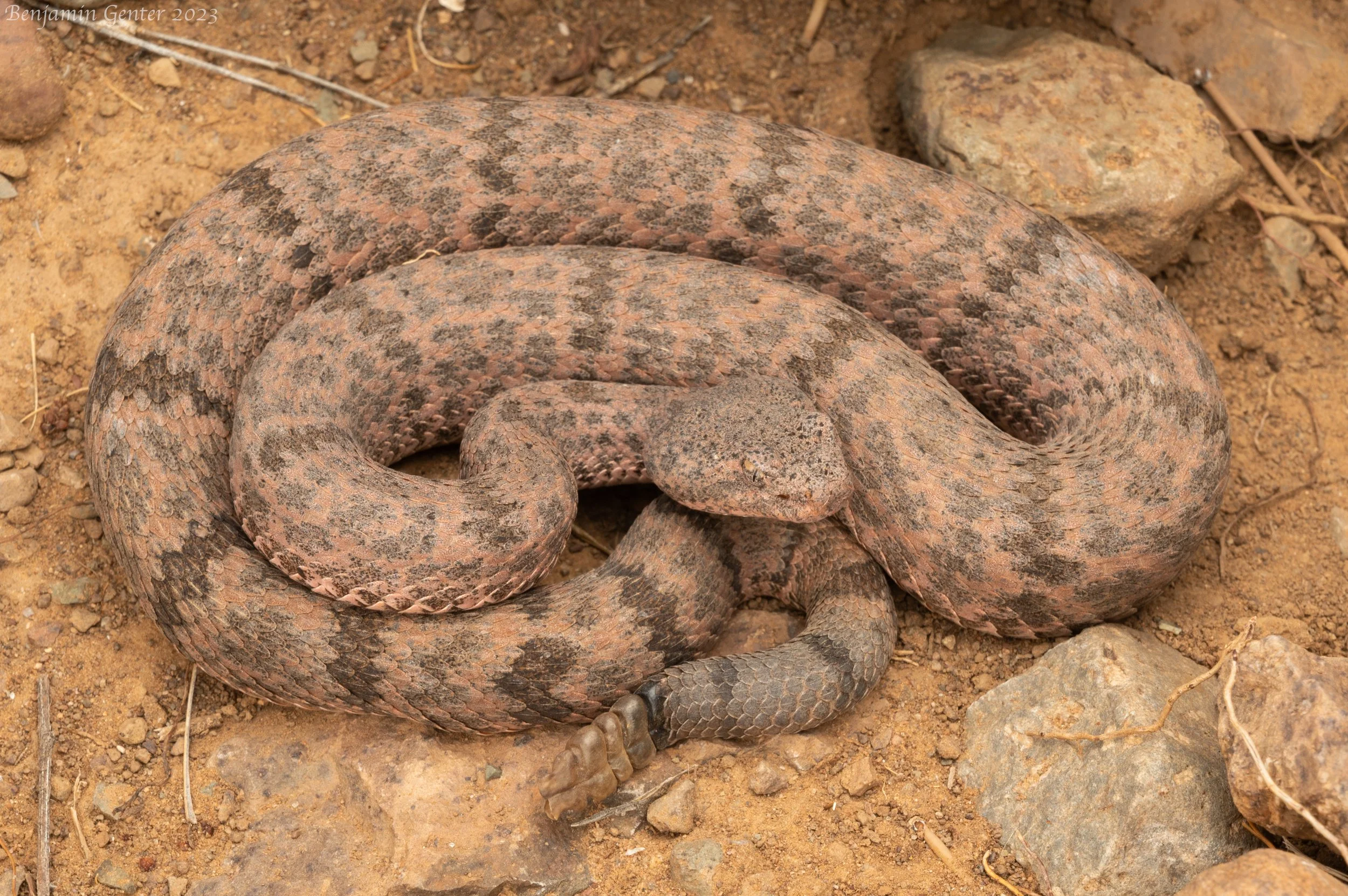 Rock Rattlesnake (Crotalus lepidus)