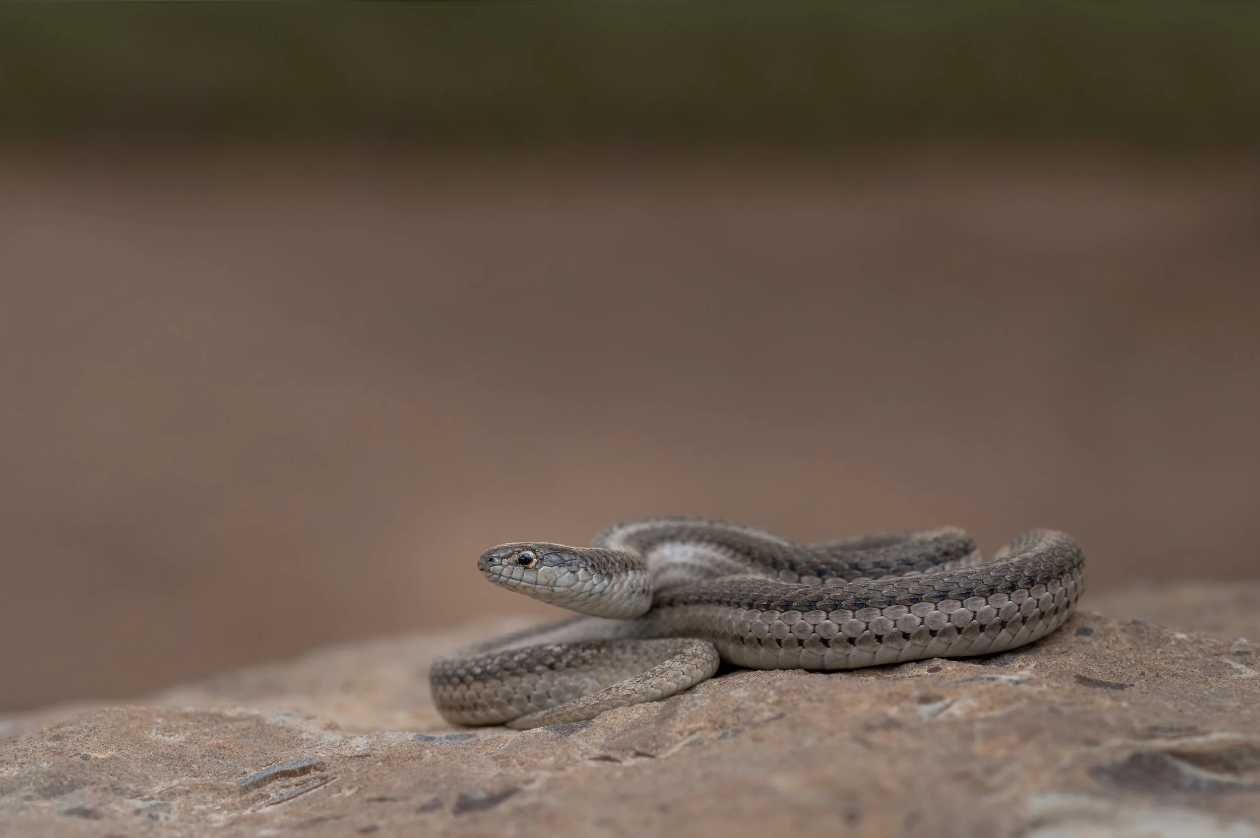 Lined Snake (Tropidoclonion lineatum)