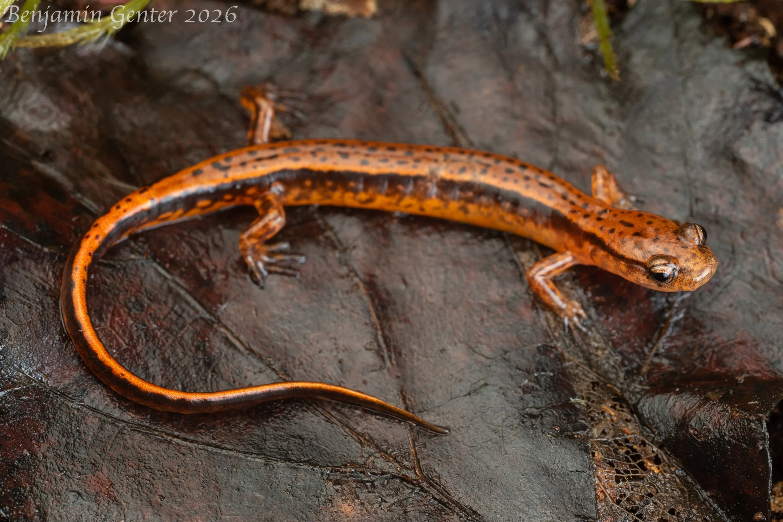 Southern Two-lined Salamander (Eurycea cirrigera)