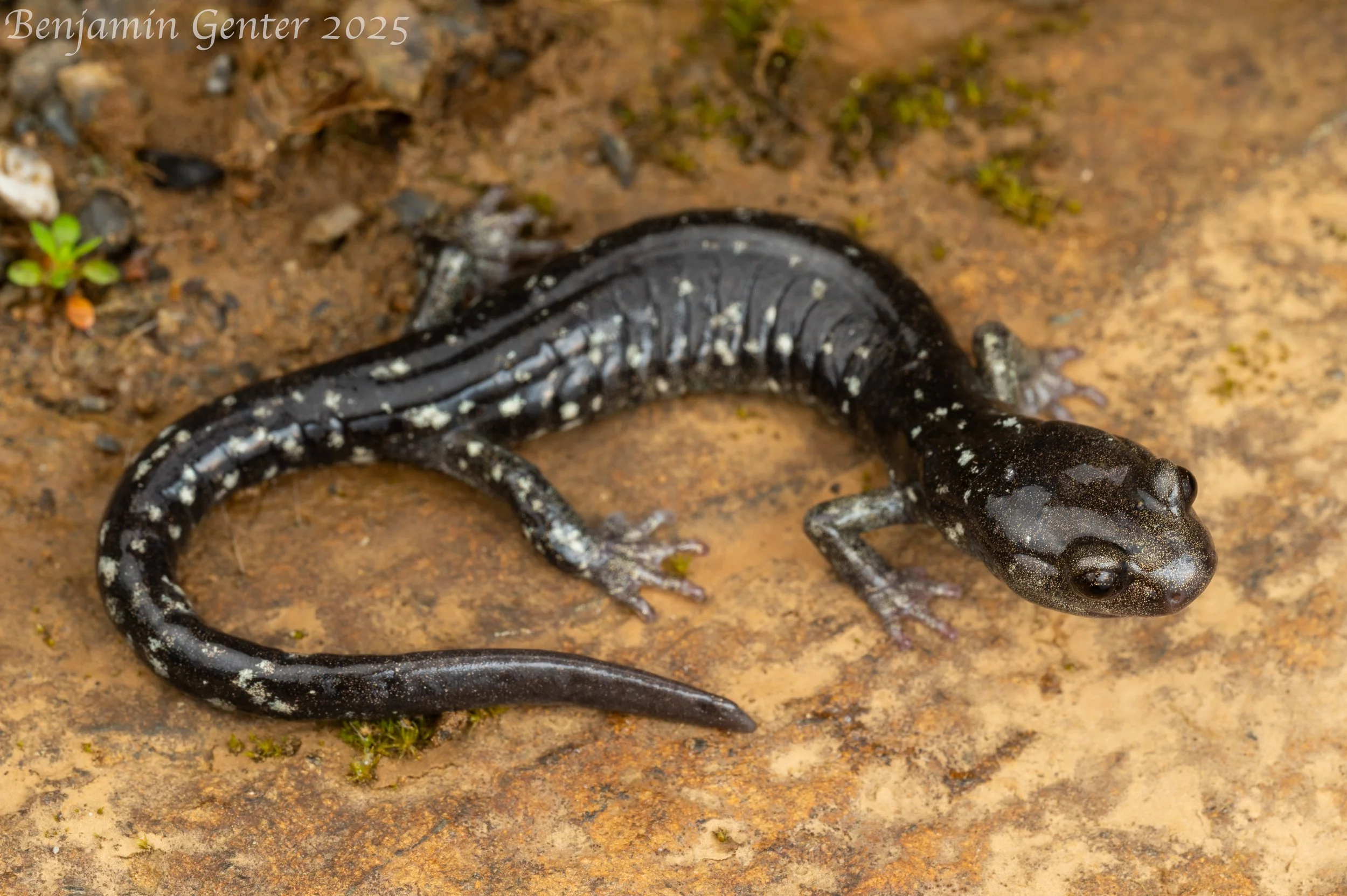 Klamath Black Salamander (Aneides klamathensis)