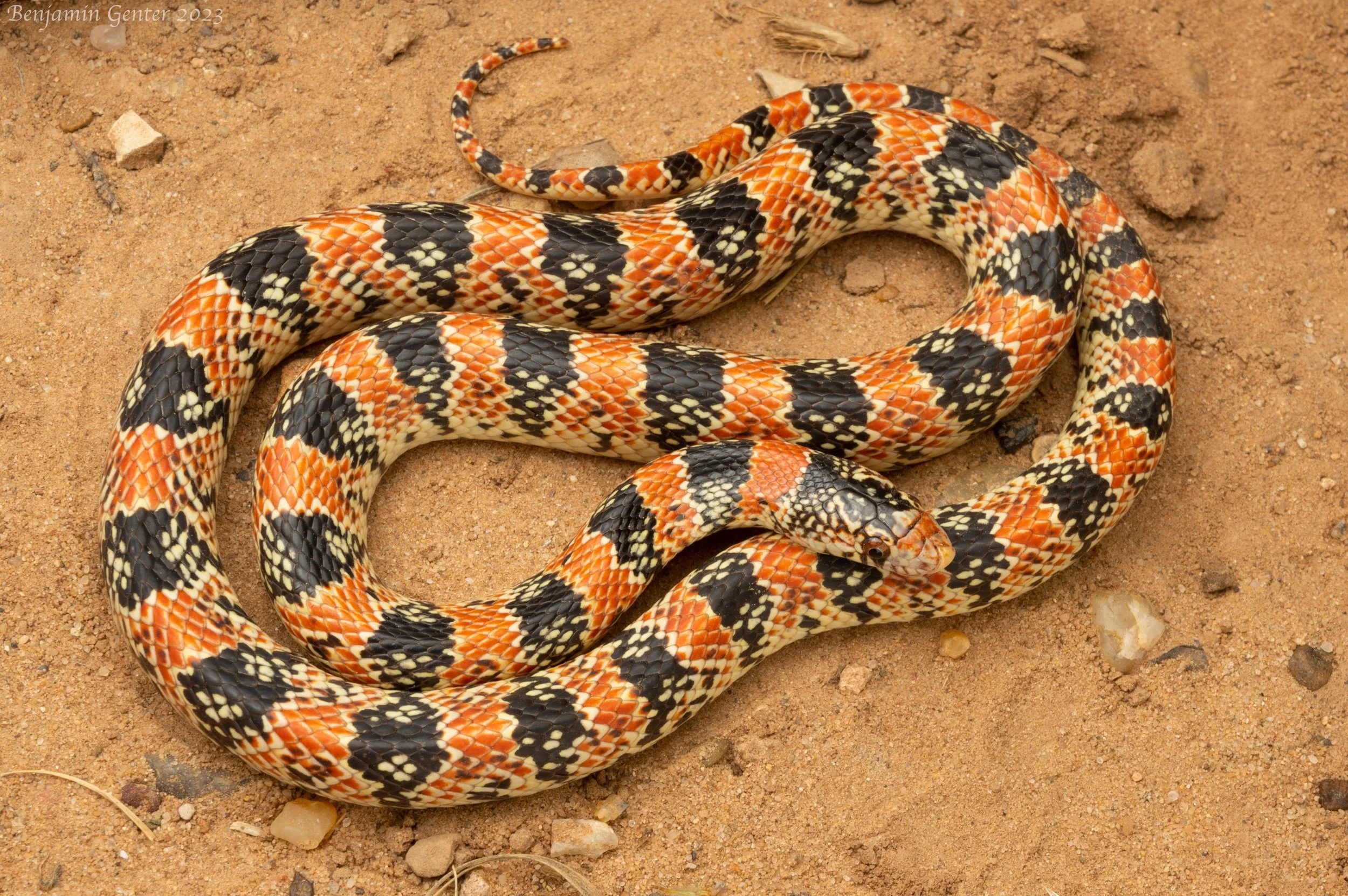 Long-nosed Snake (Rhinocheilus lecontei)