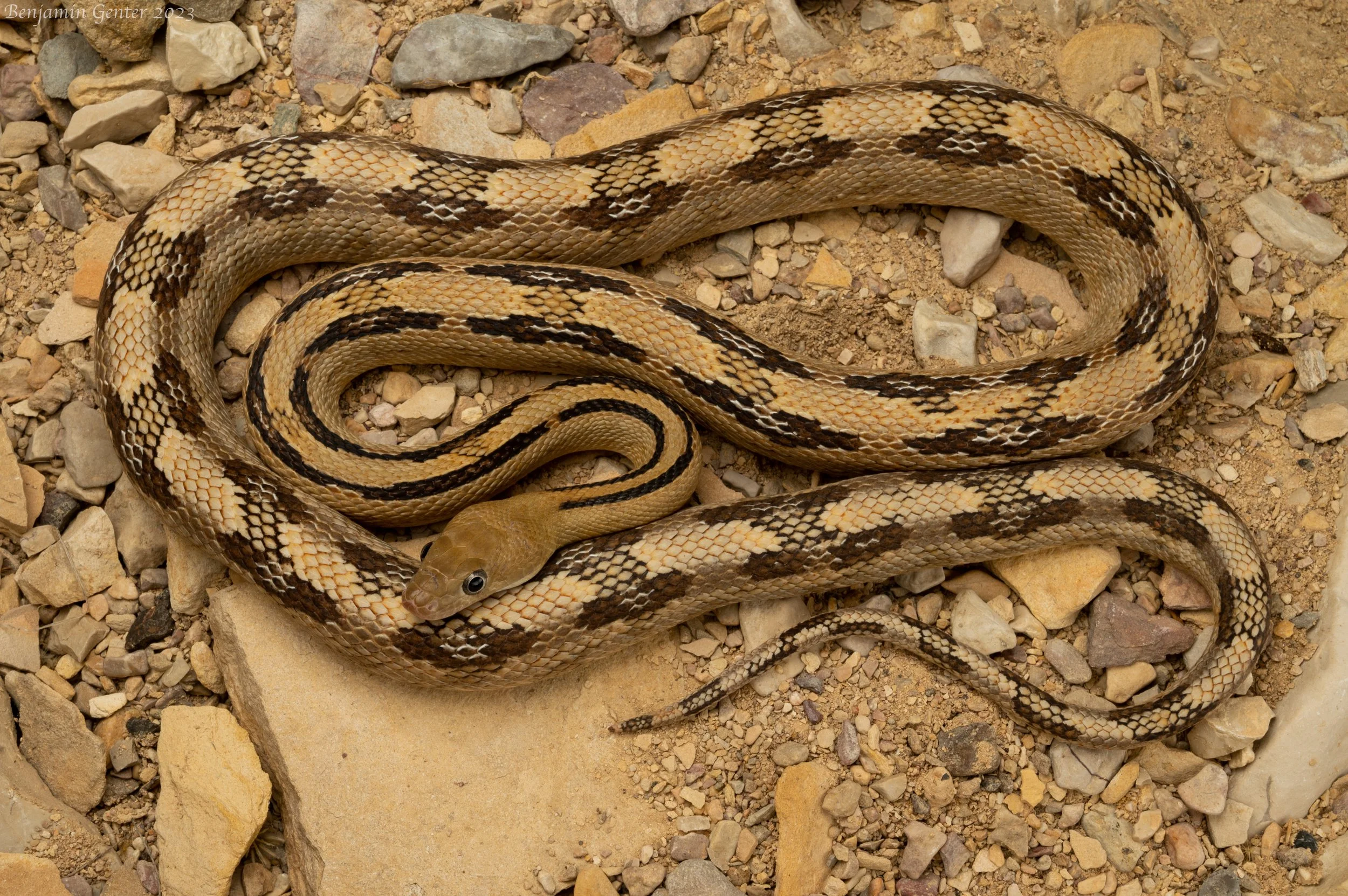 Trans-Pecos Ratsnake (Bogertophis subocularis)