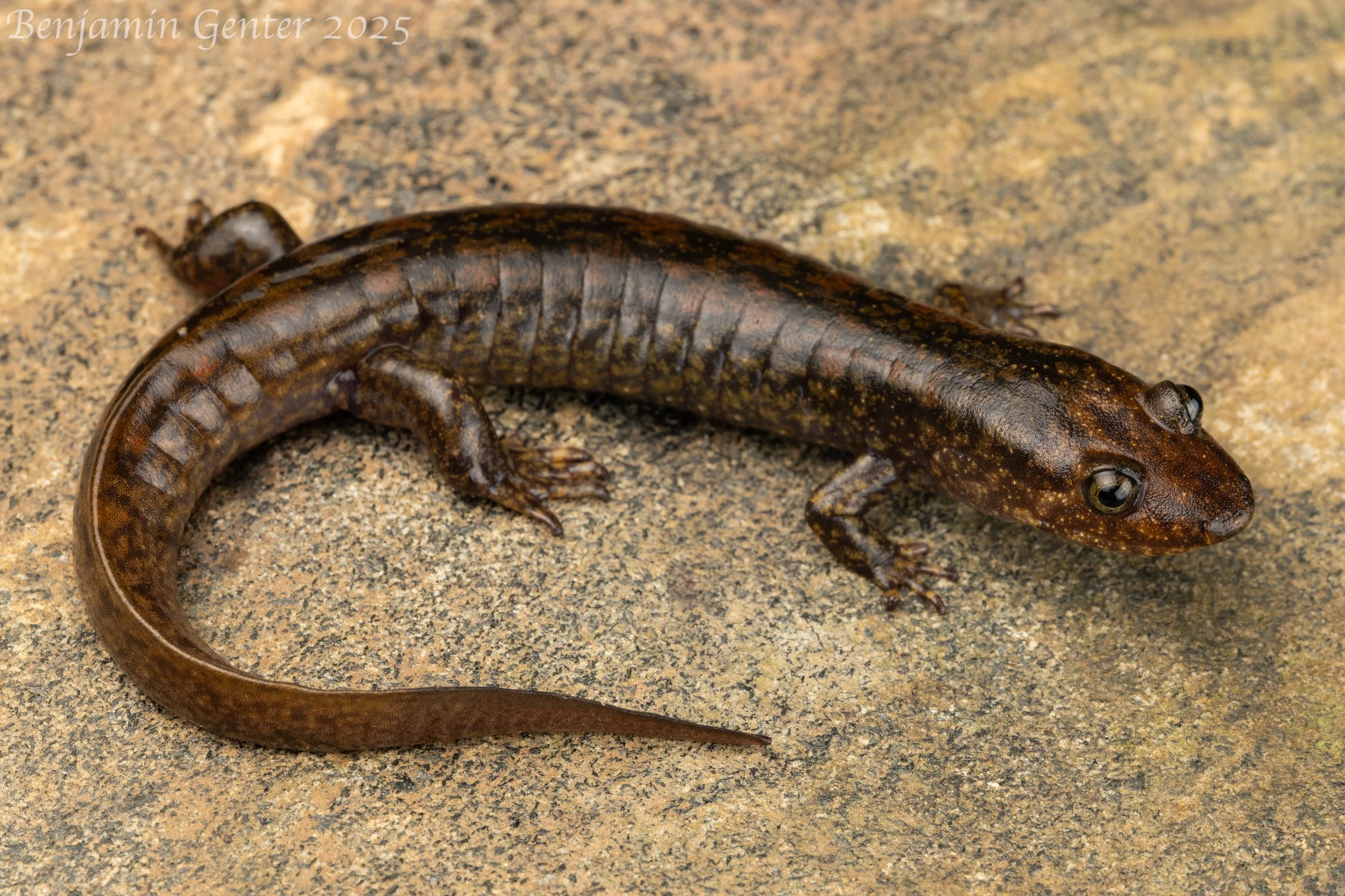 Cherokee Black-bellied Salamander (Desmognathus gvnigeusgwotli)