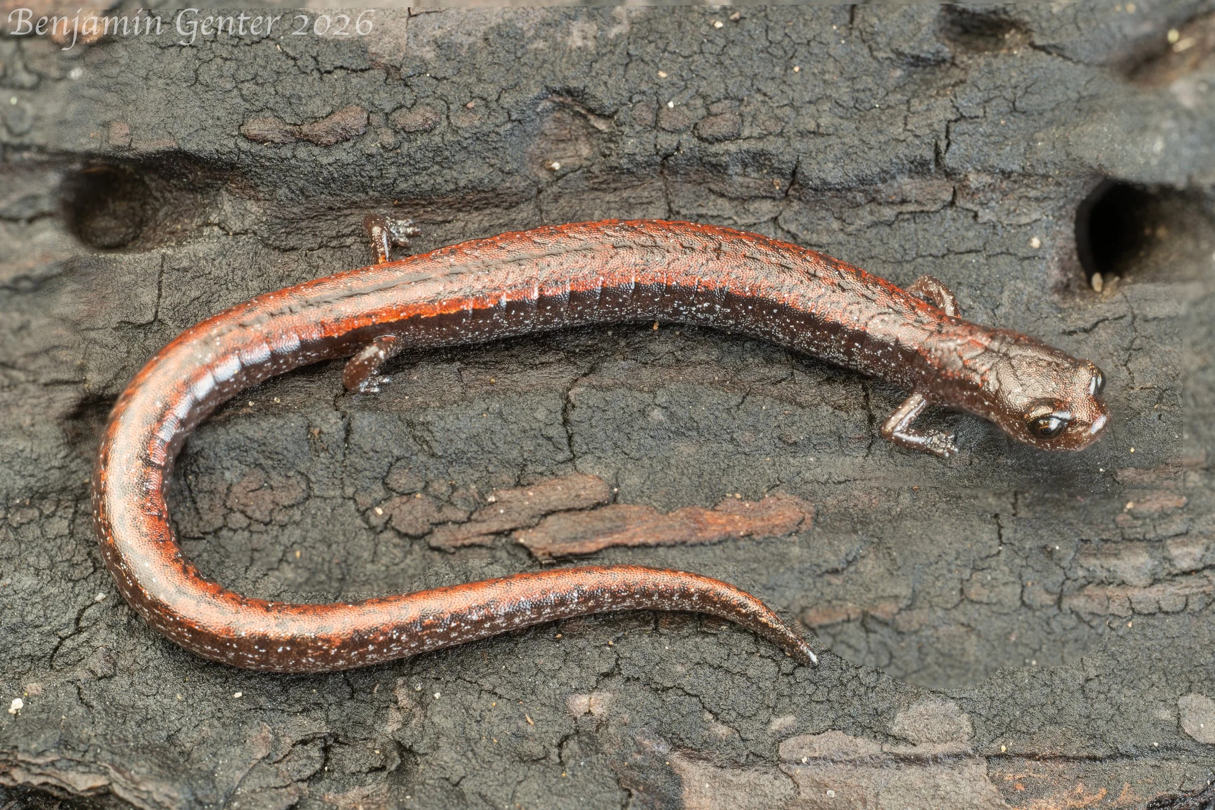 Santa Lucia Mountains Slender Salamander (Batrachoseps luciae)