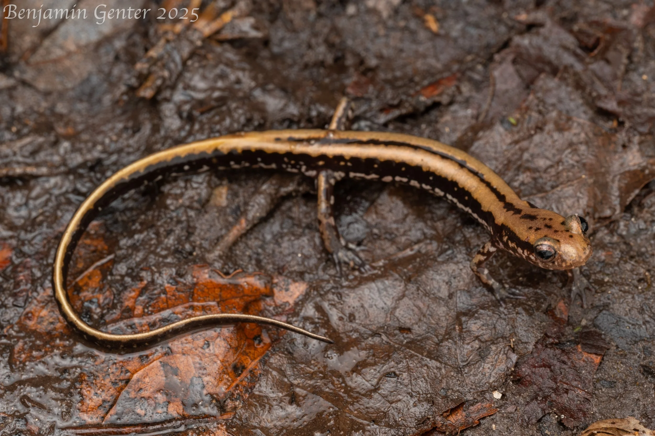 Three-lined Salamander (Eurycea guttolineata)