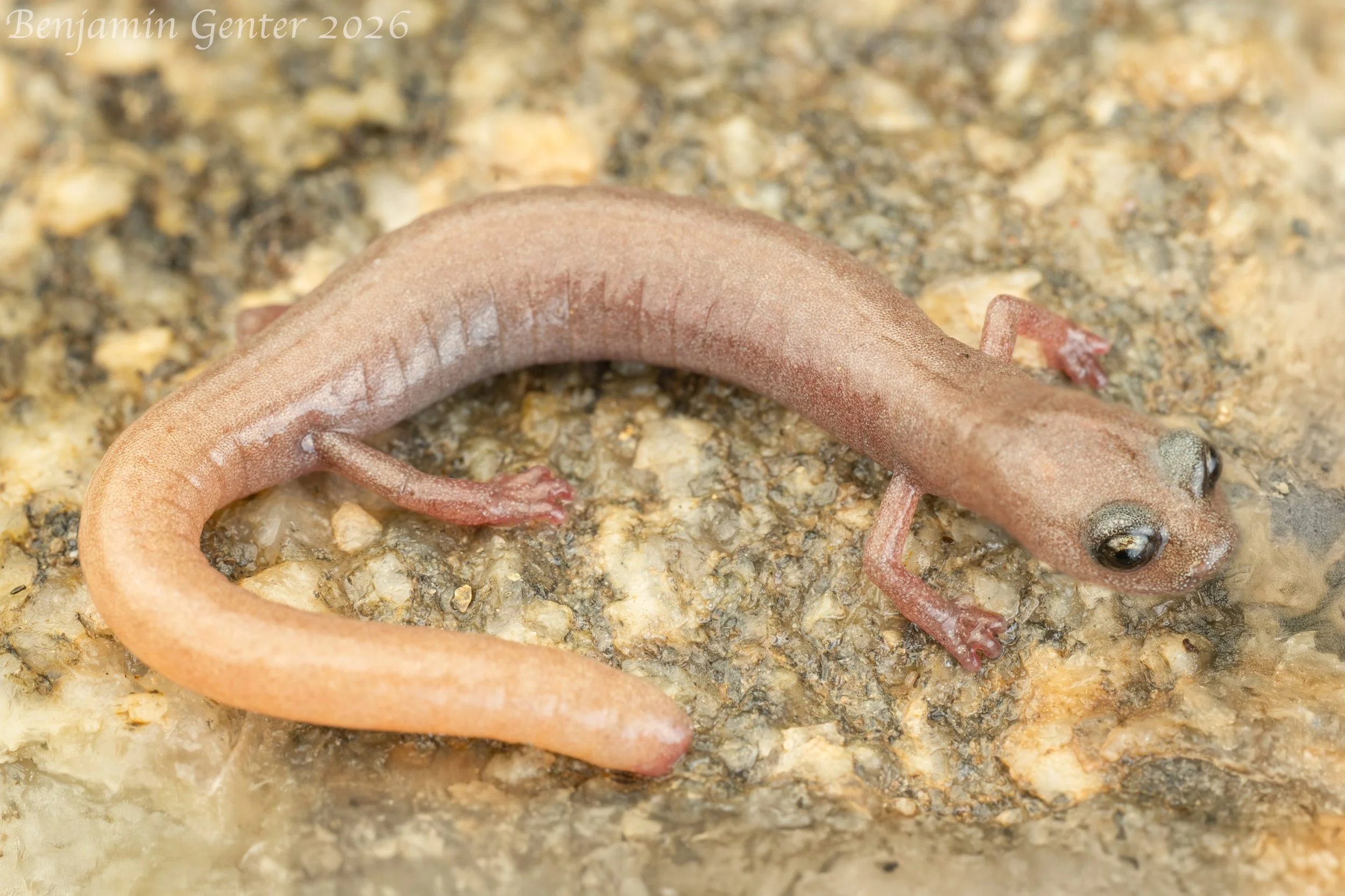 Borrego Slender Salamander (Batrachoseps cf. major)
