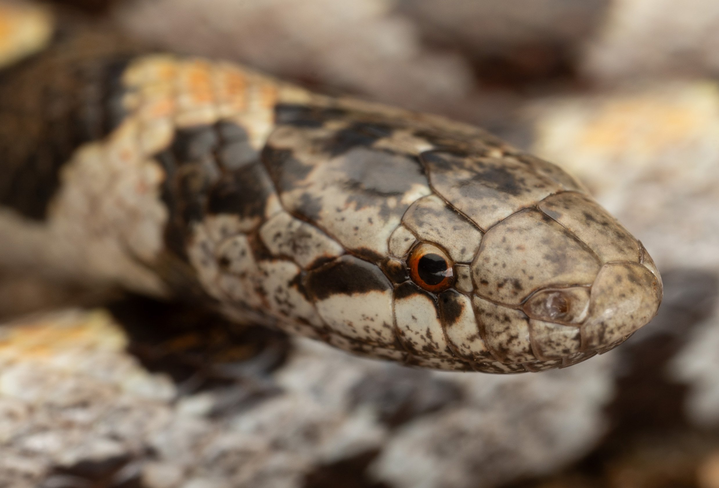 Short-tailed Kingsnake (Lampropeltis extenuata)