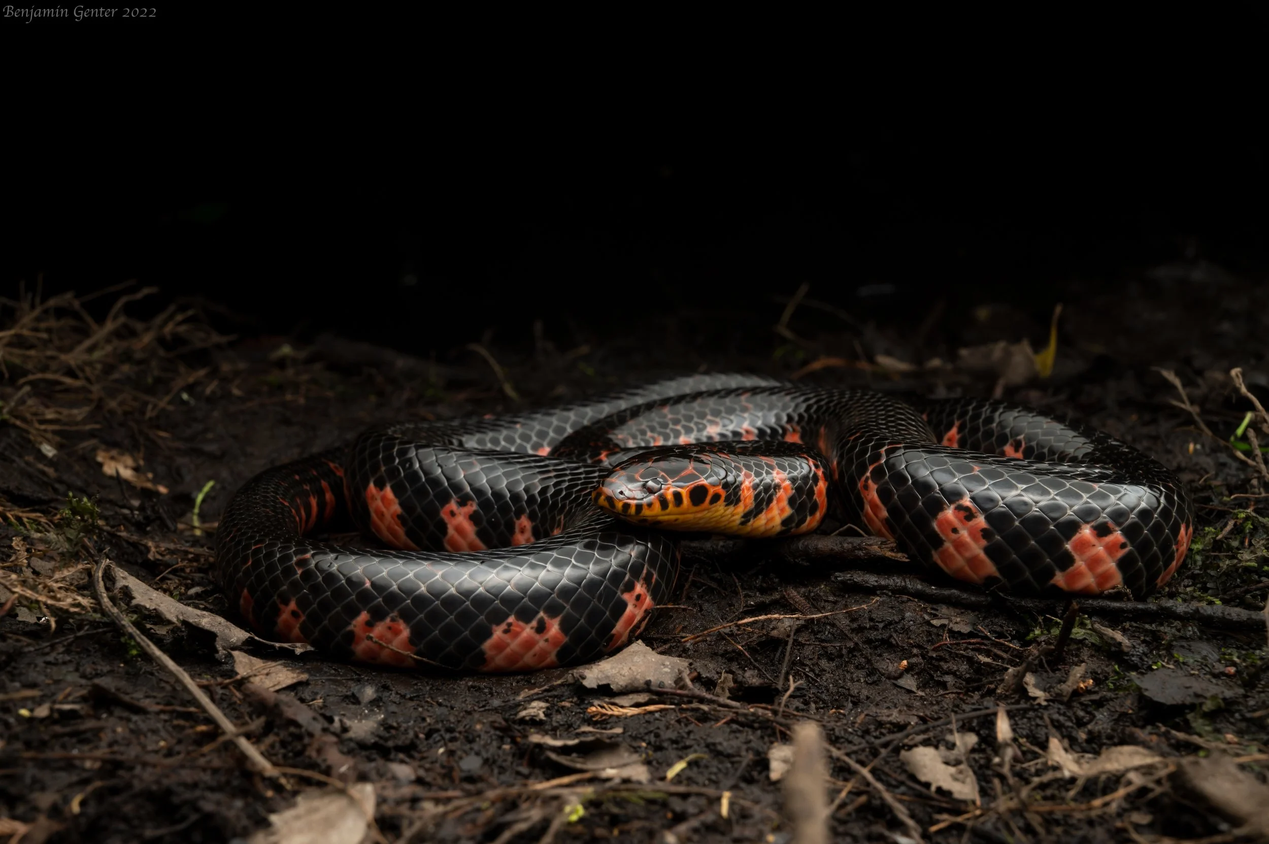 Mud Snake (Farancia abacura)