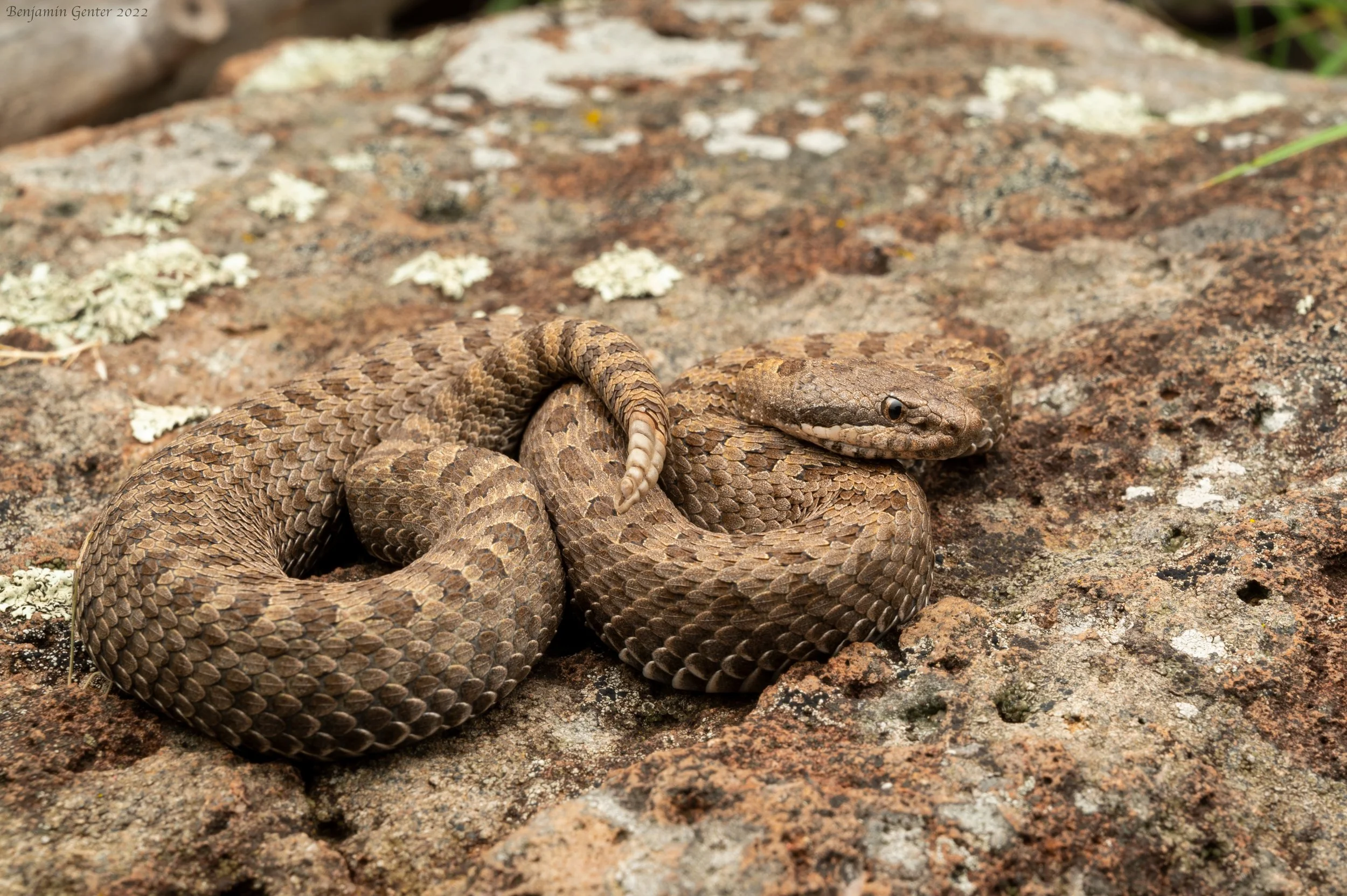 Twin-spotted Rattlesnake (Crotalus pricei)