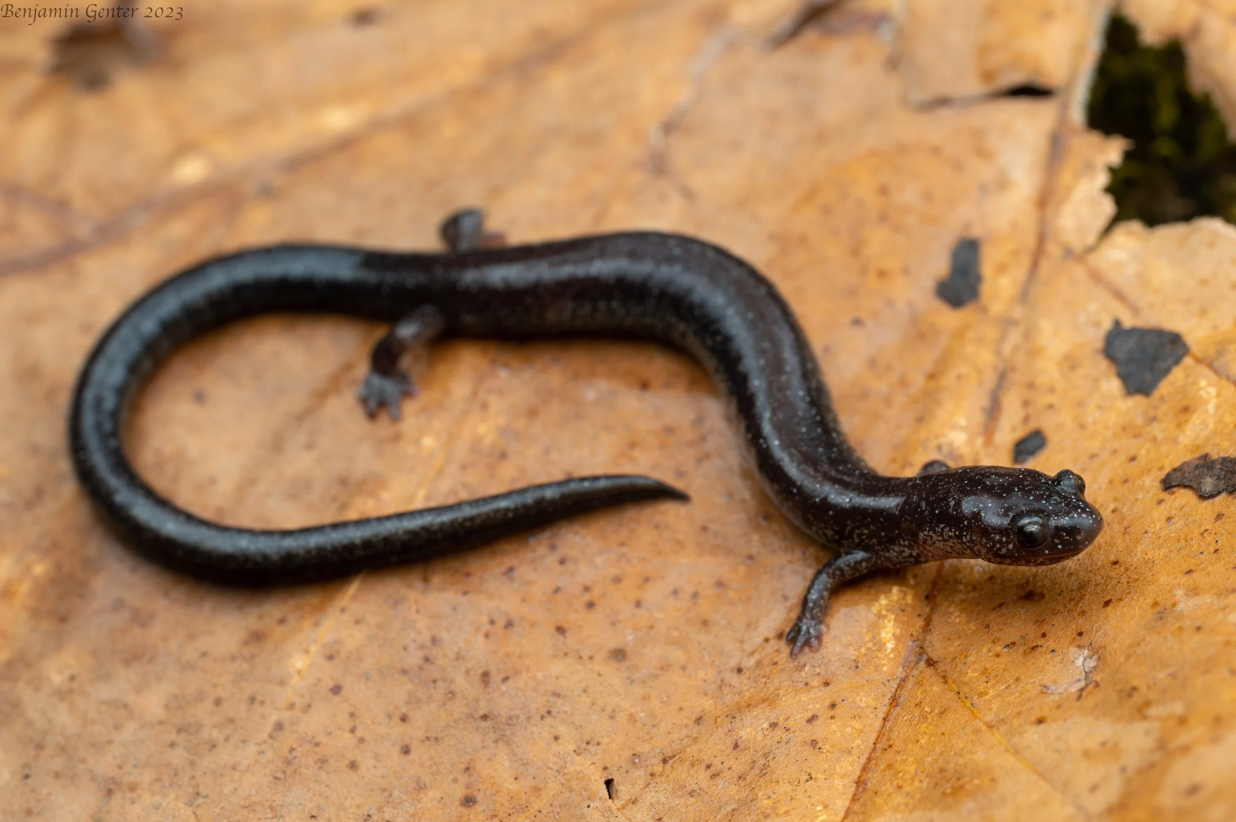Northern Ravine Salamander (Plethodon electromorphus)