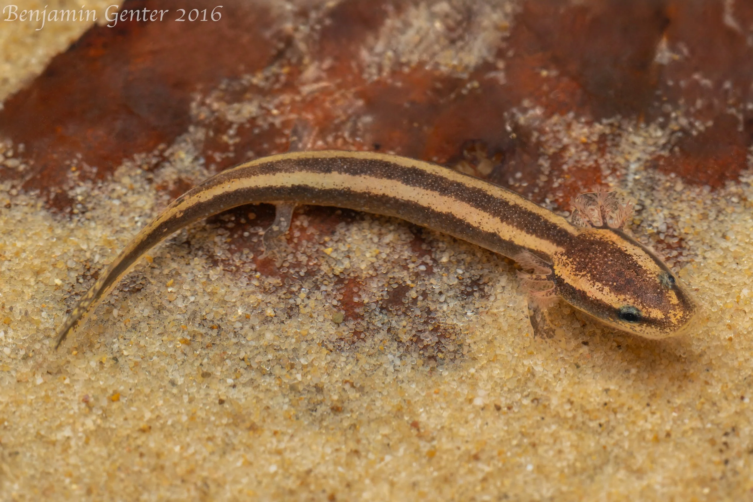 Black Warrior Waterdog (Necturus alabamensis)