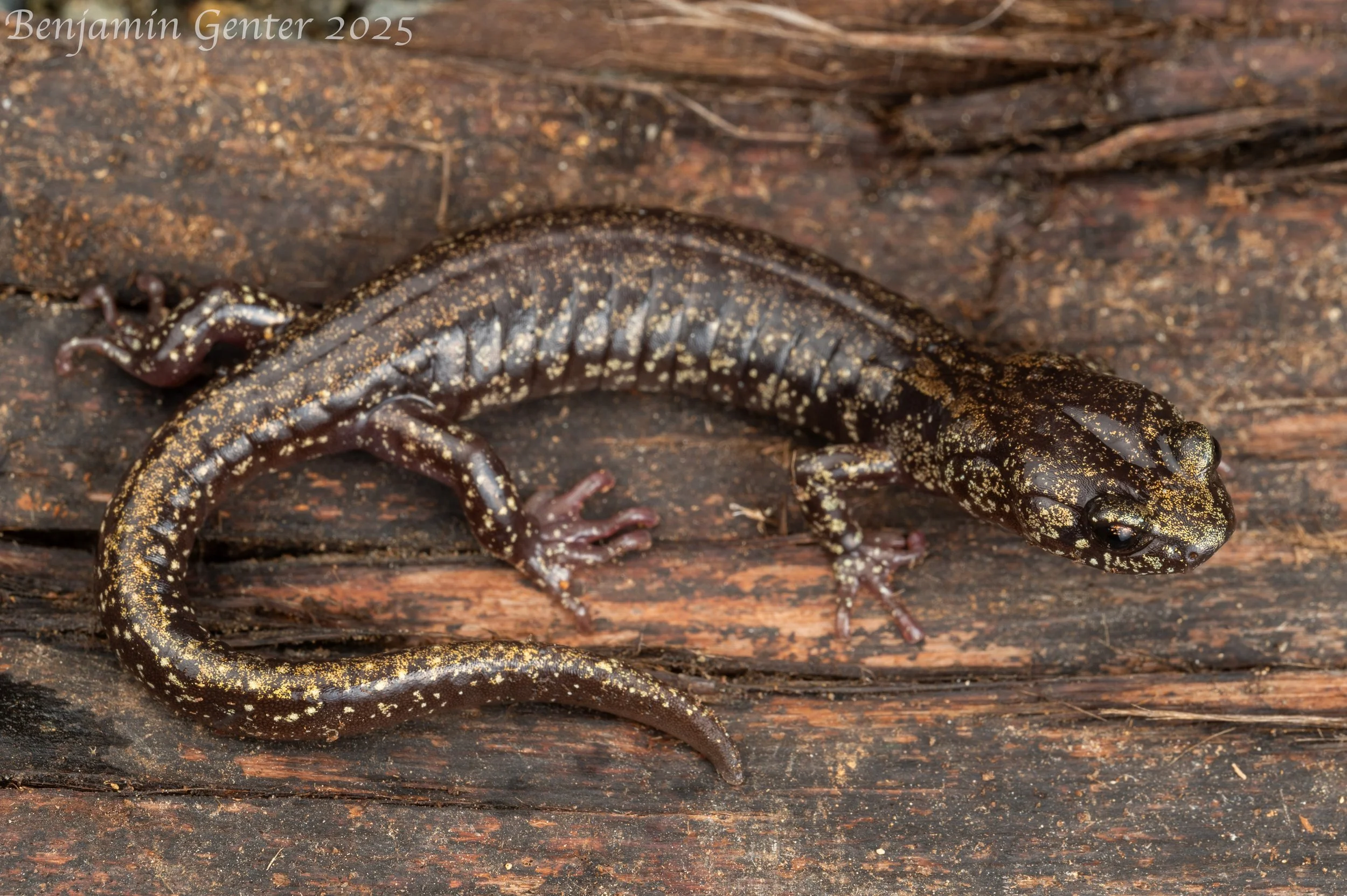 Clouded Salamander (Aneides ferreus)