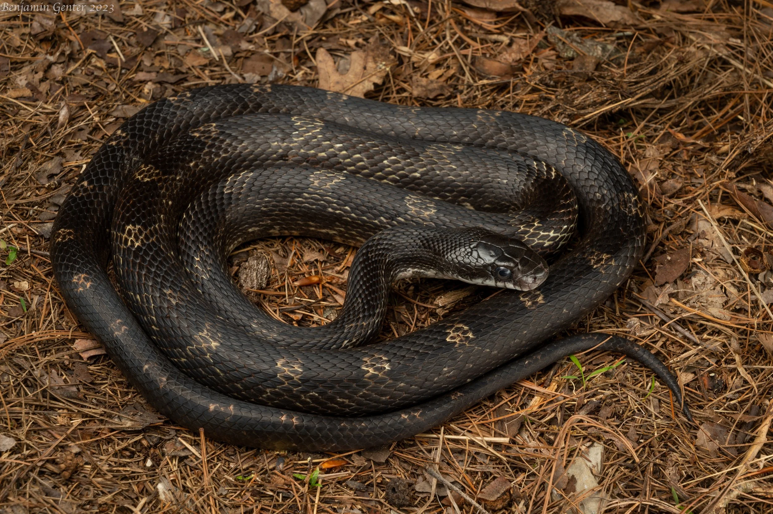 Central Ratsnake (Pantherophis alleghaniensis)