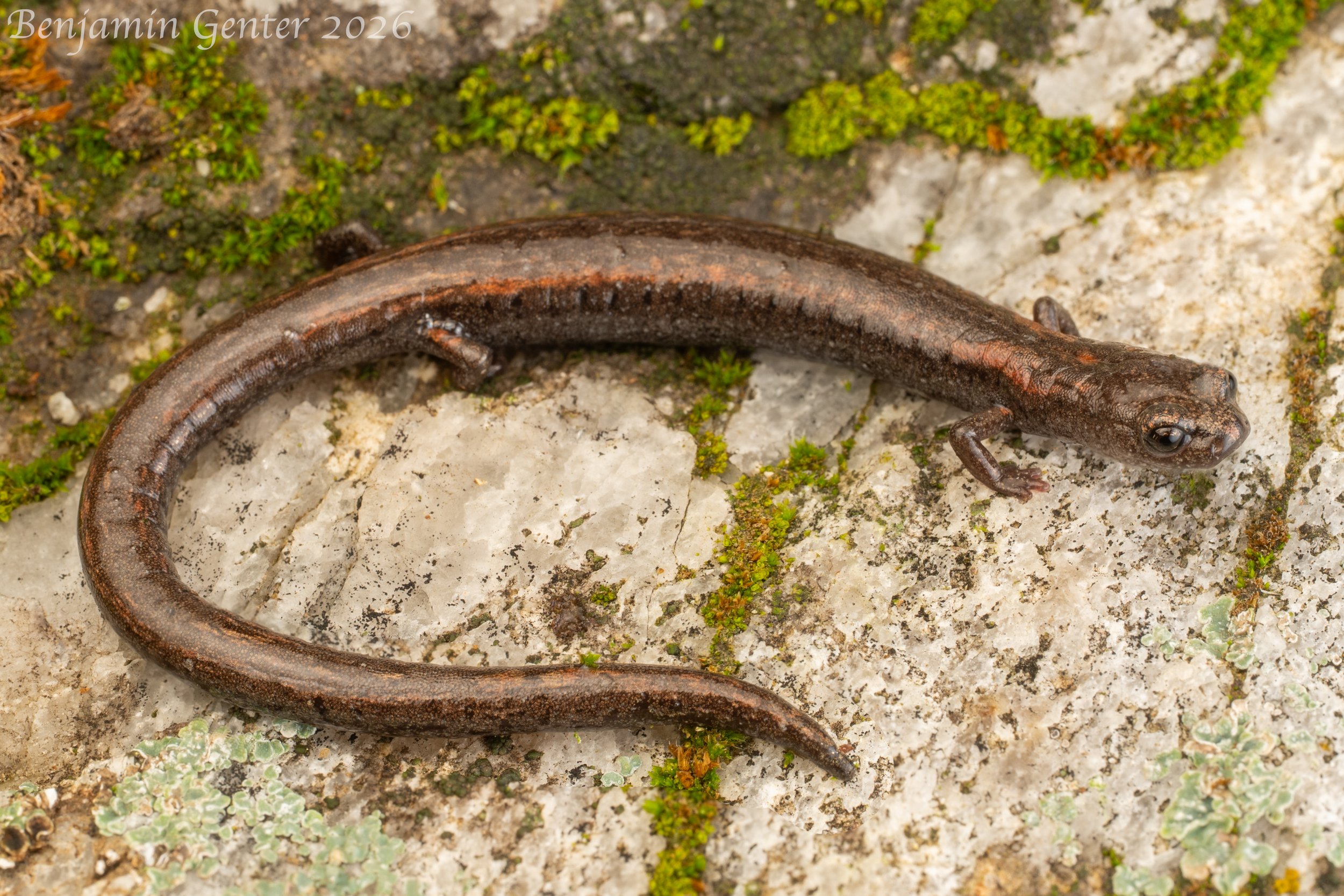 Kern Canyon Slender Salamander (Batrachoseps simatus)