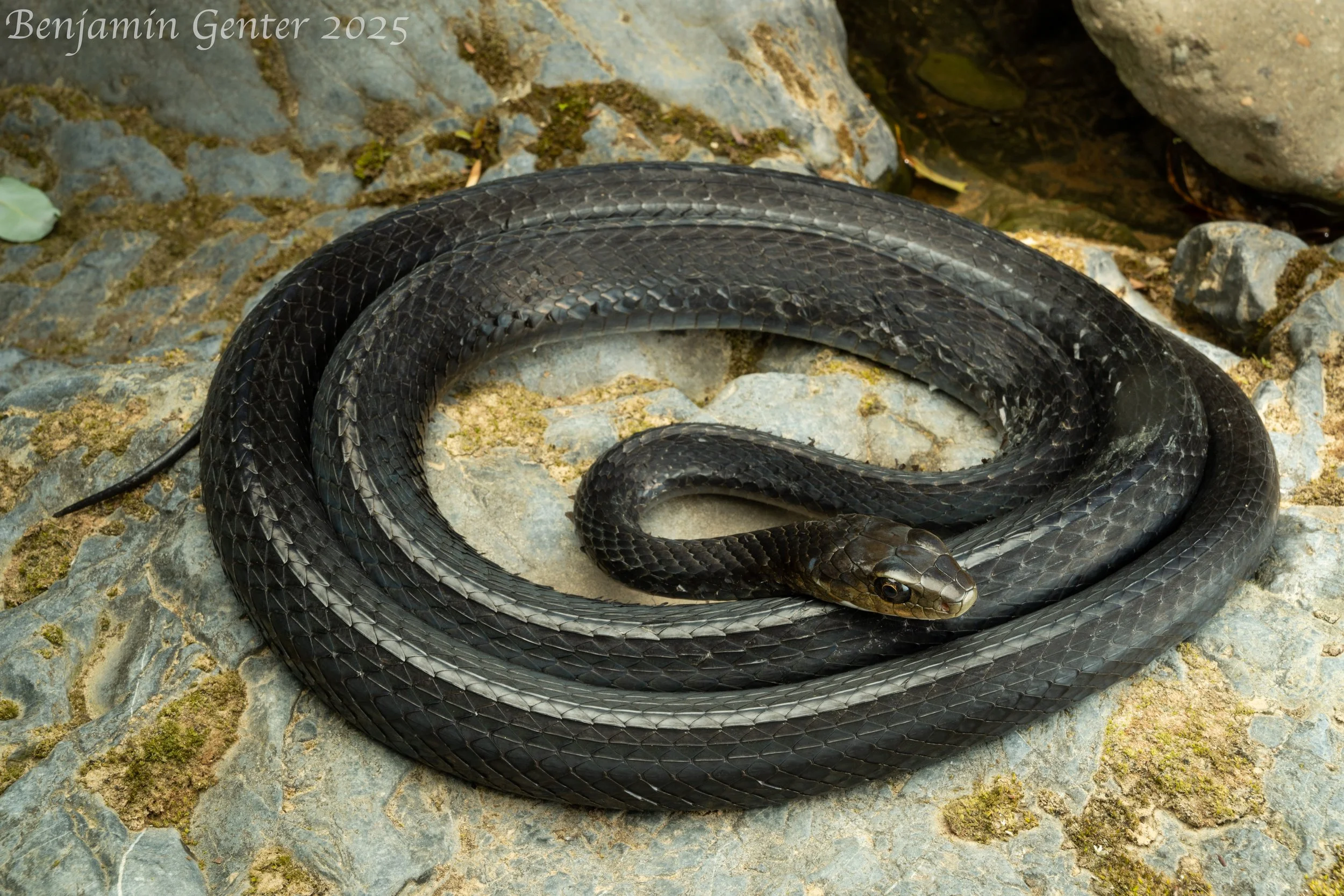 Big-eyed Ratsnake (Ptyas dhumnades)