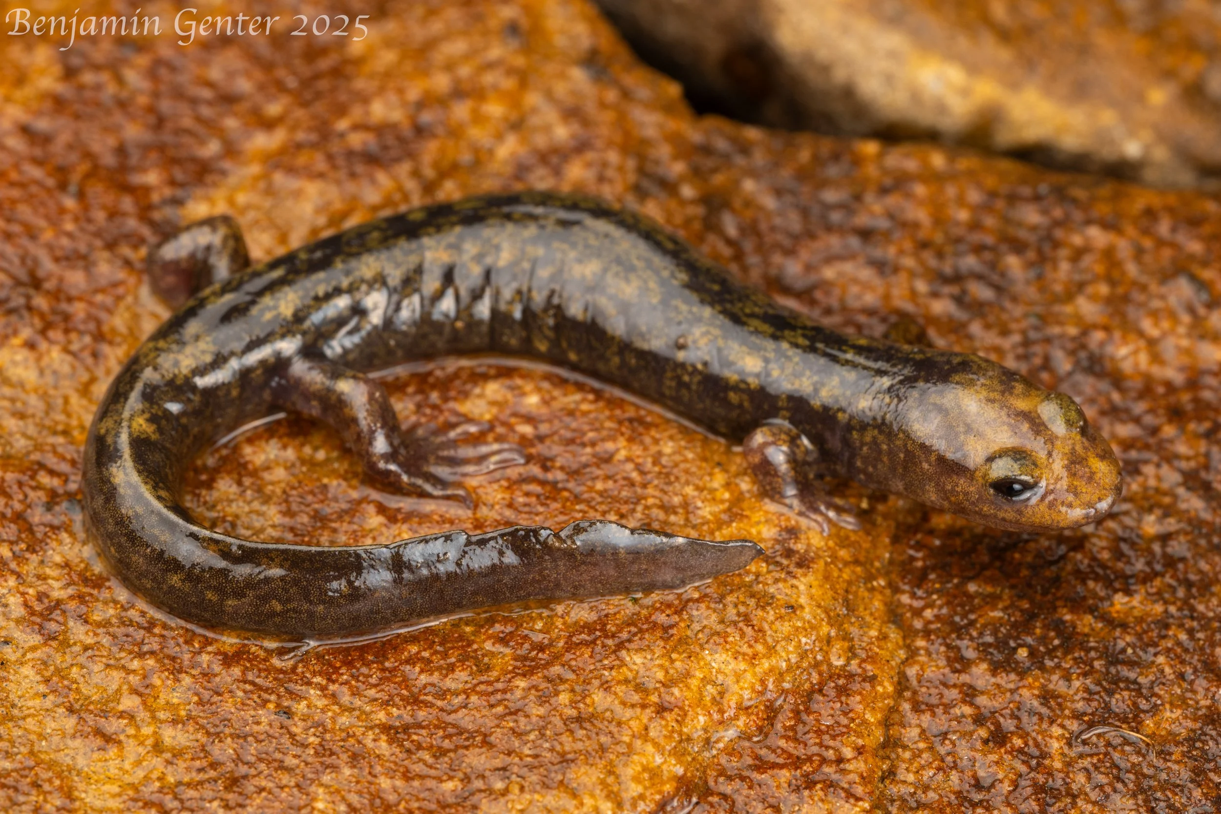 Northern Shovel-nosed Salamander (Desmognathus marmoratus)
