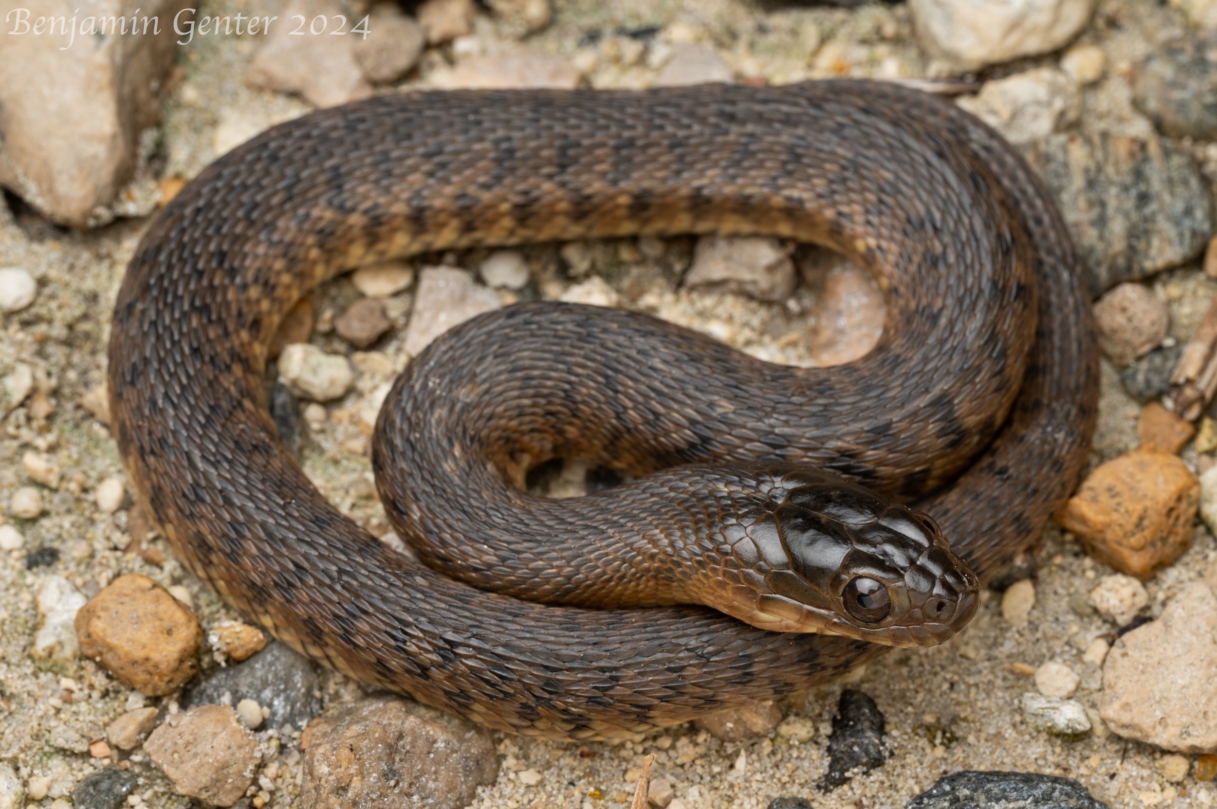Florida Green Watersnake (Nerodia floridana)