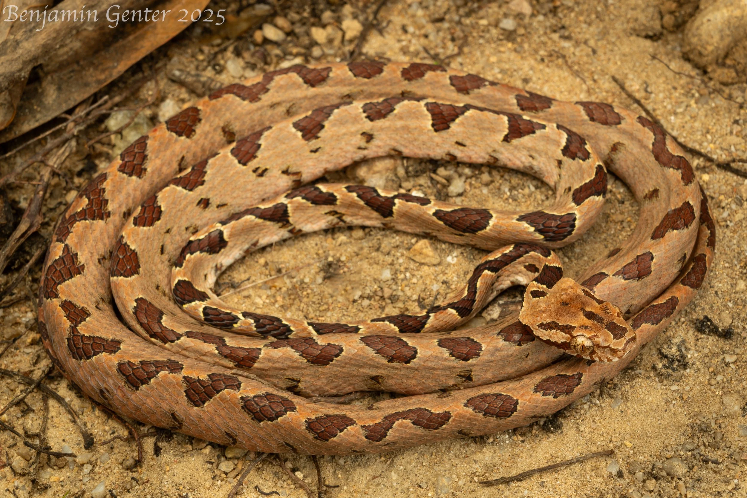 Kelung Cat Snake (Boiga kraepelini)