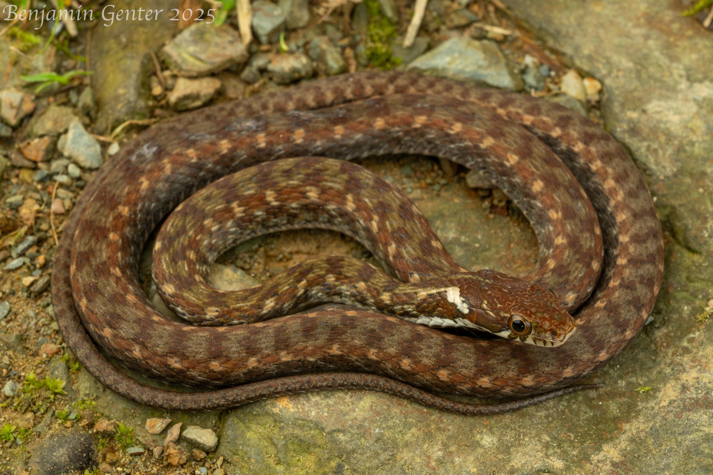 Kuatun Keelback (Hebius craspedogaster)