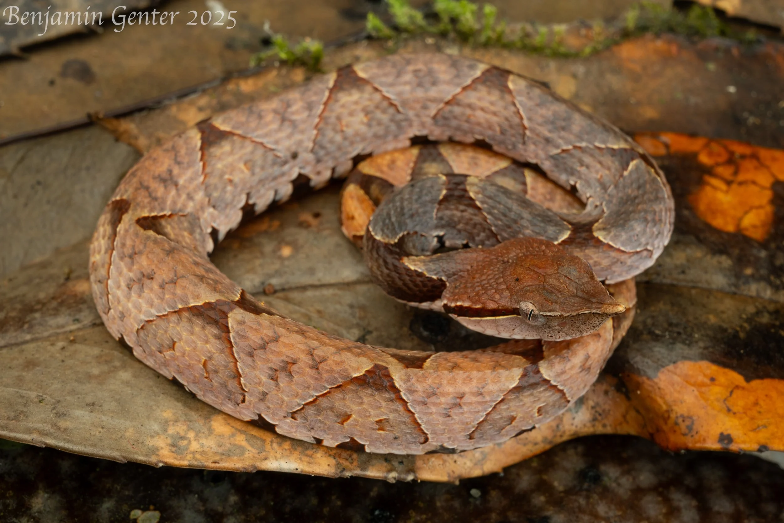 Sharp-nosed Viper (Deinagkistrodon acutus)