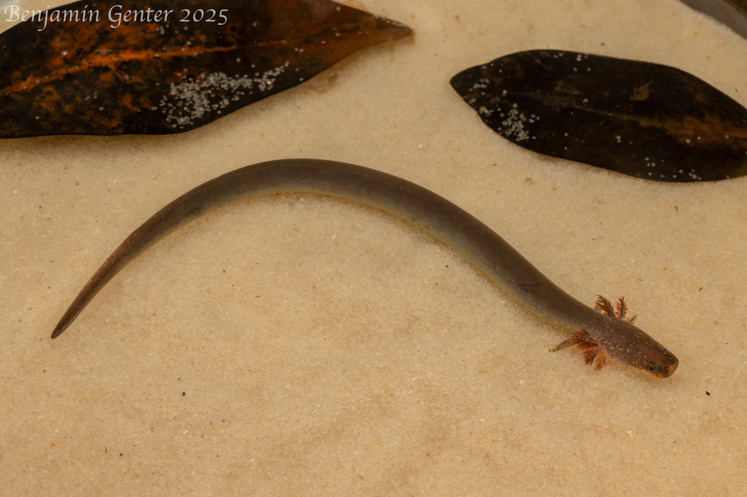 Western Siren (Siren nettingi)