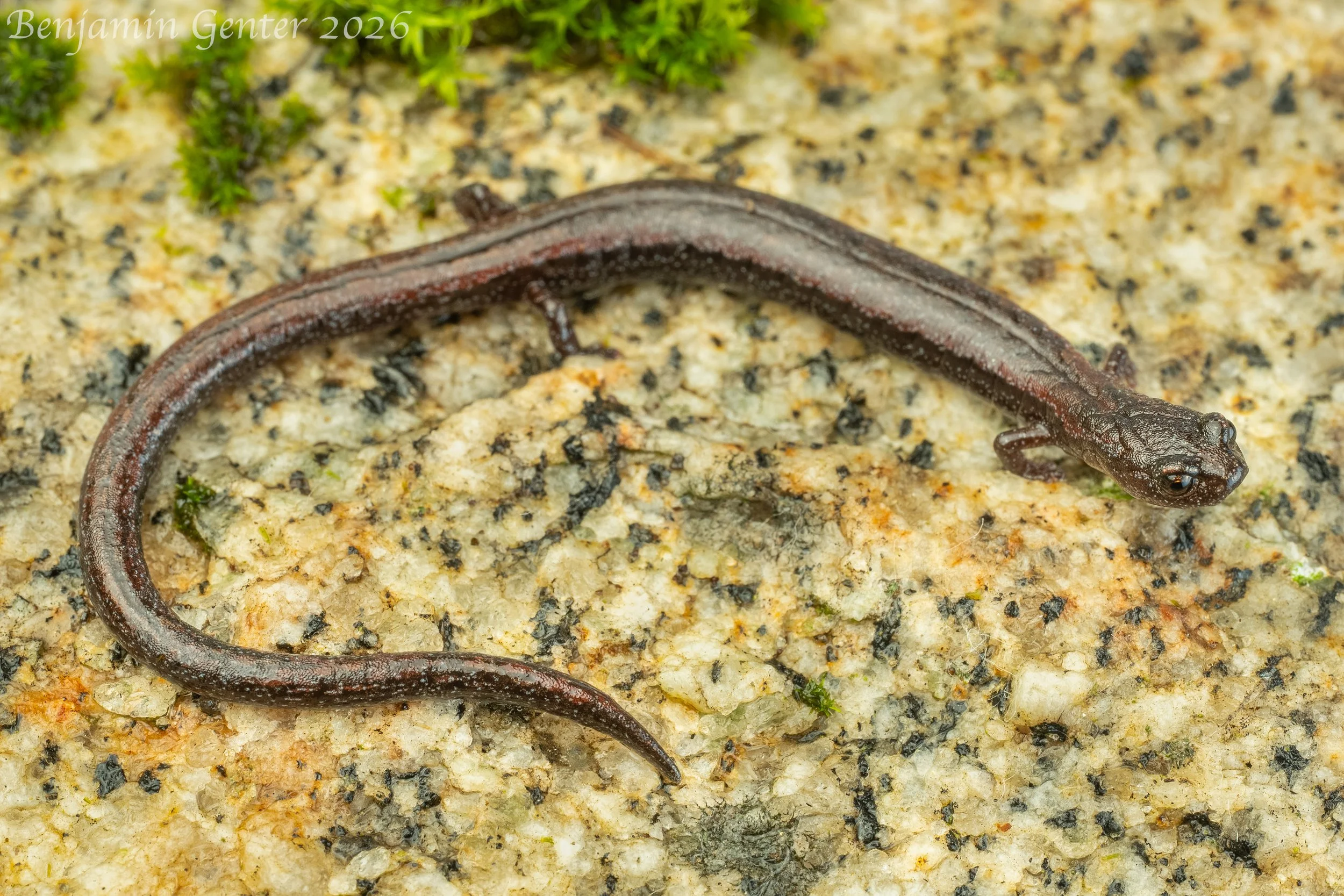 Sequoiah Slender Salamander (Batrachoseps kawia)