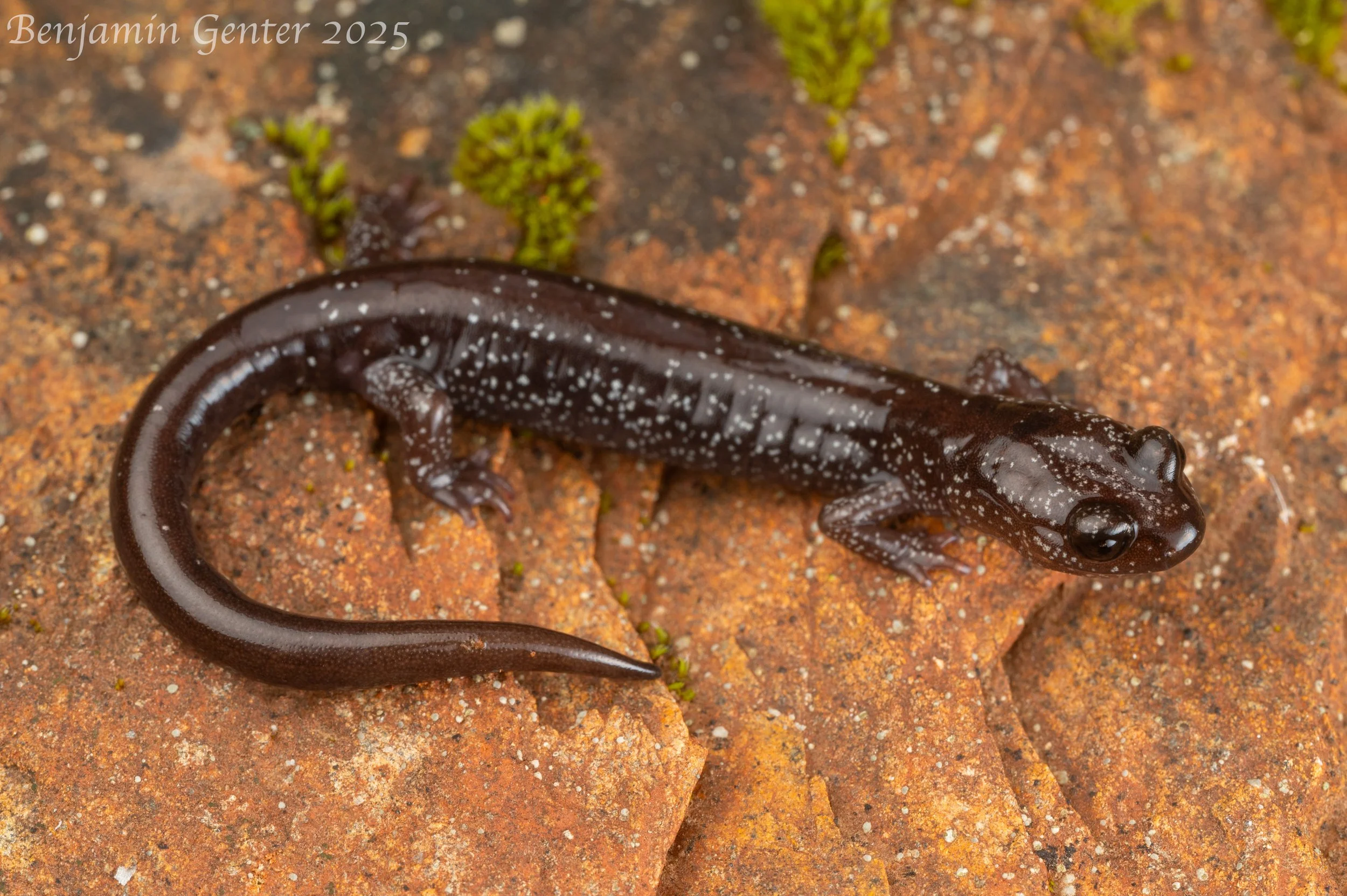 Siskiyou Mountains Salamander (Plethodon stormi)