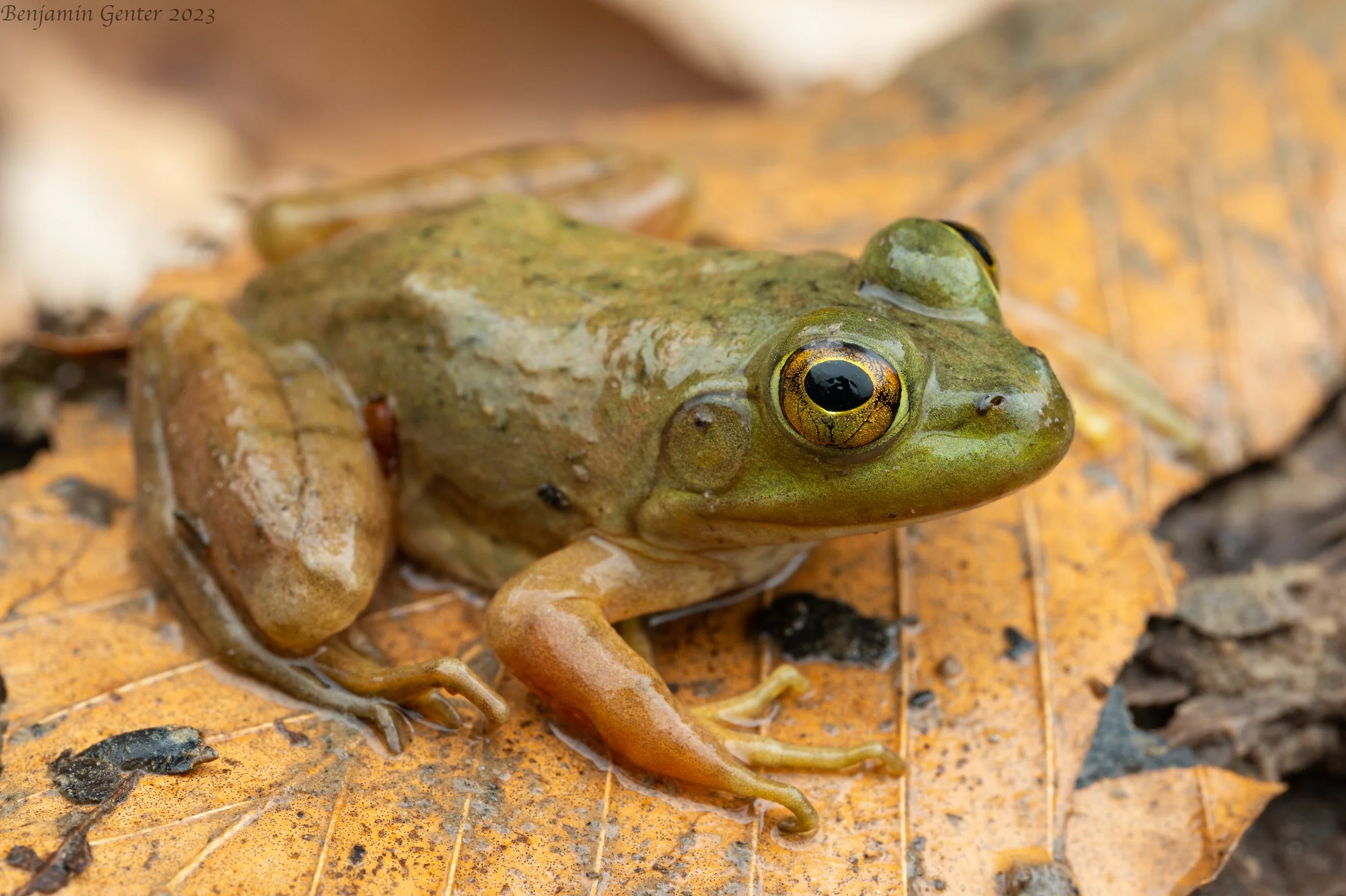 American Bullfrog (Rana catesbeiana)