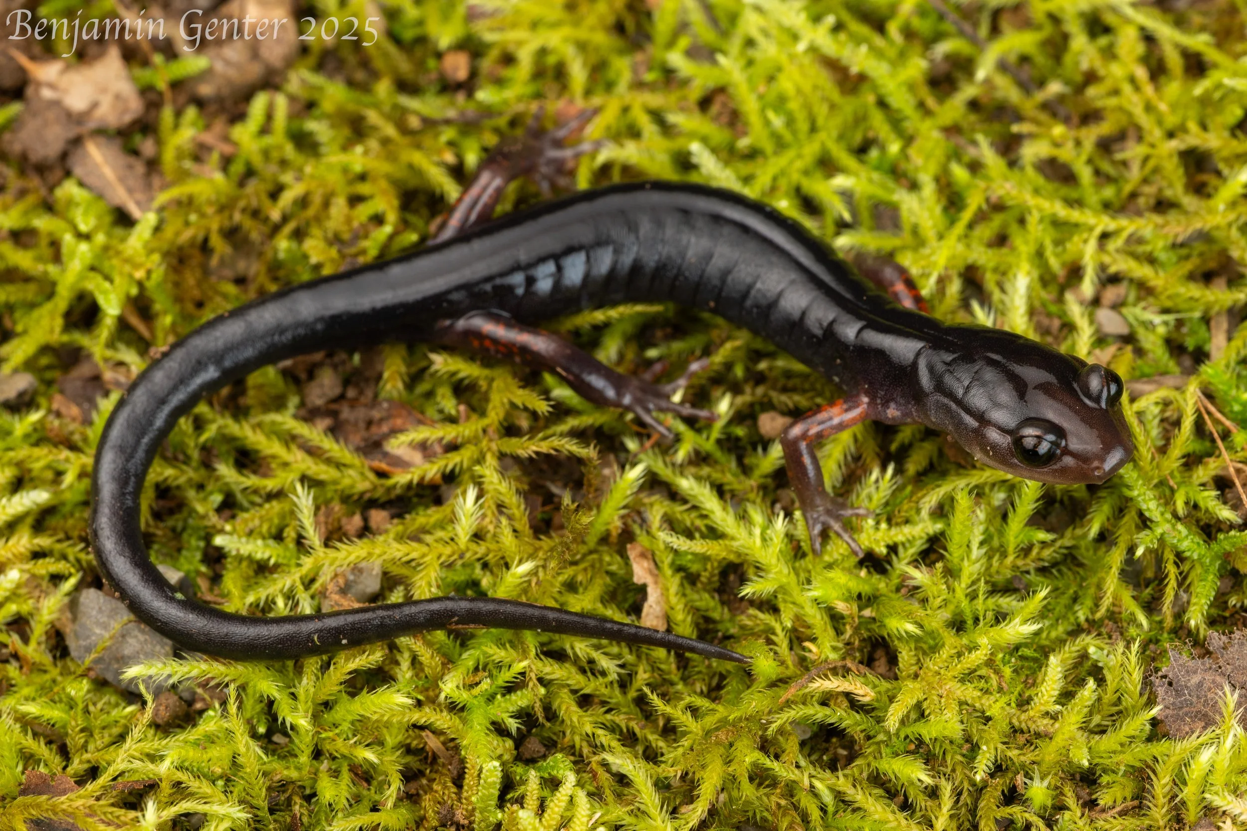 Cheoah Bald Salamander (Plethodon cheoah)